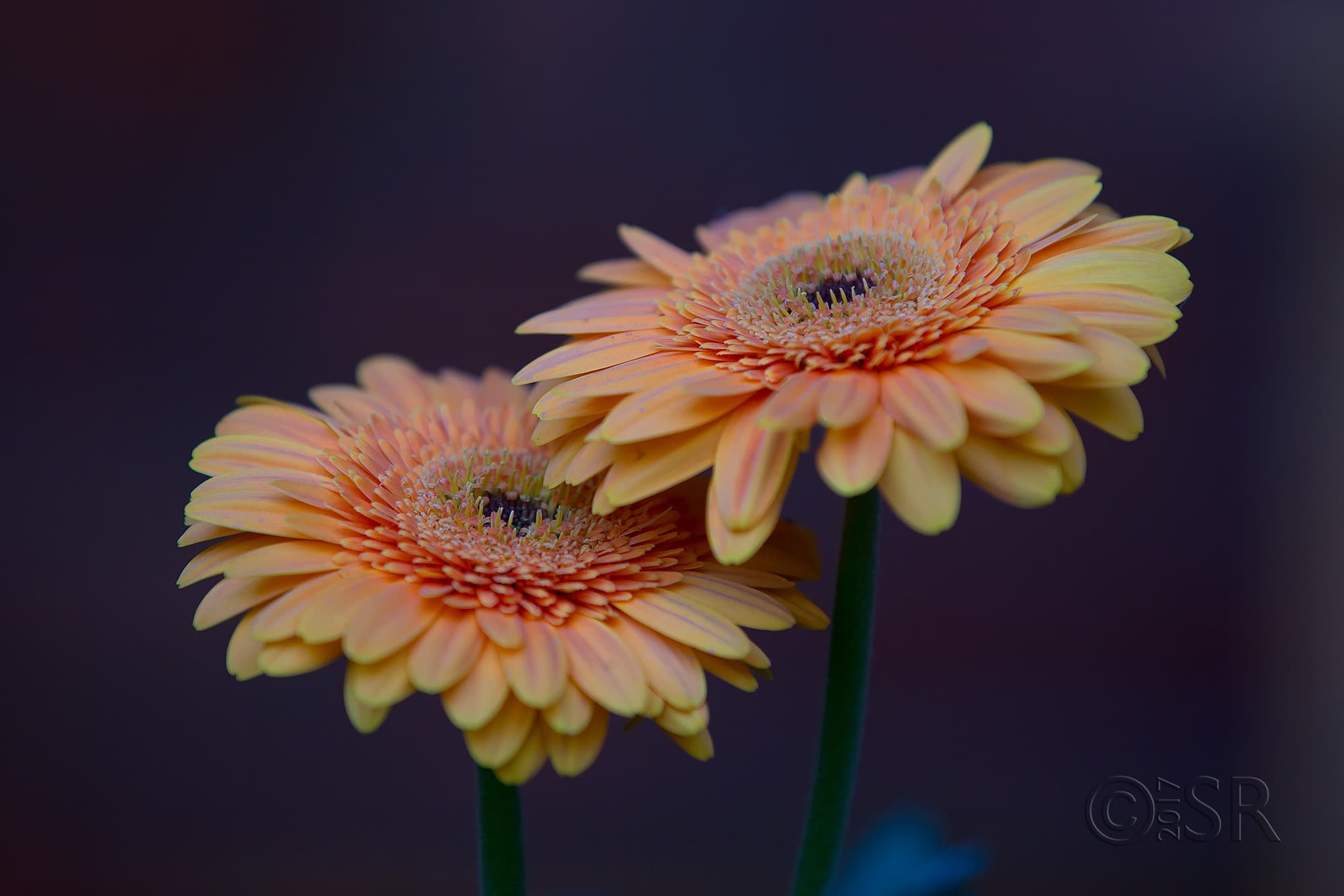 TJ2A2135-gerbera