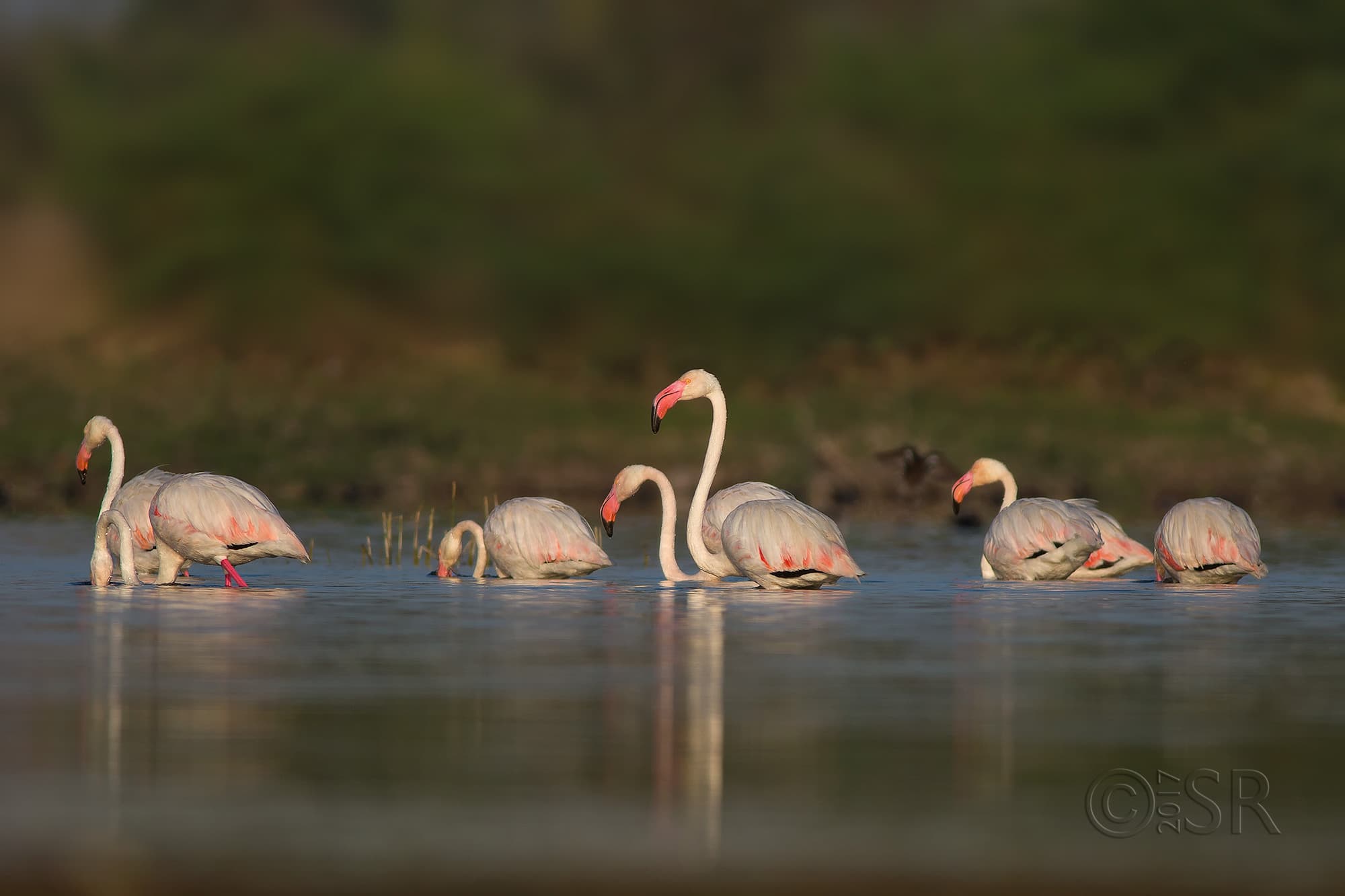 TJ2A2313-flamingos