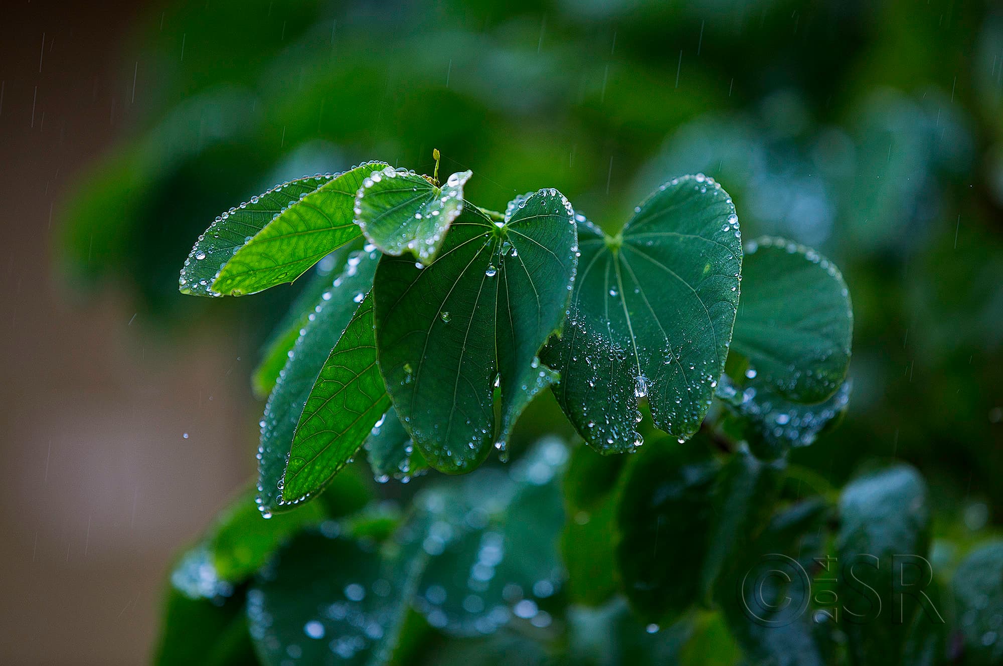 TJ2A2901-drizzle