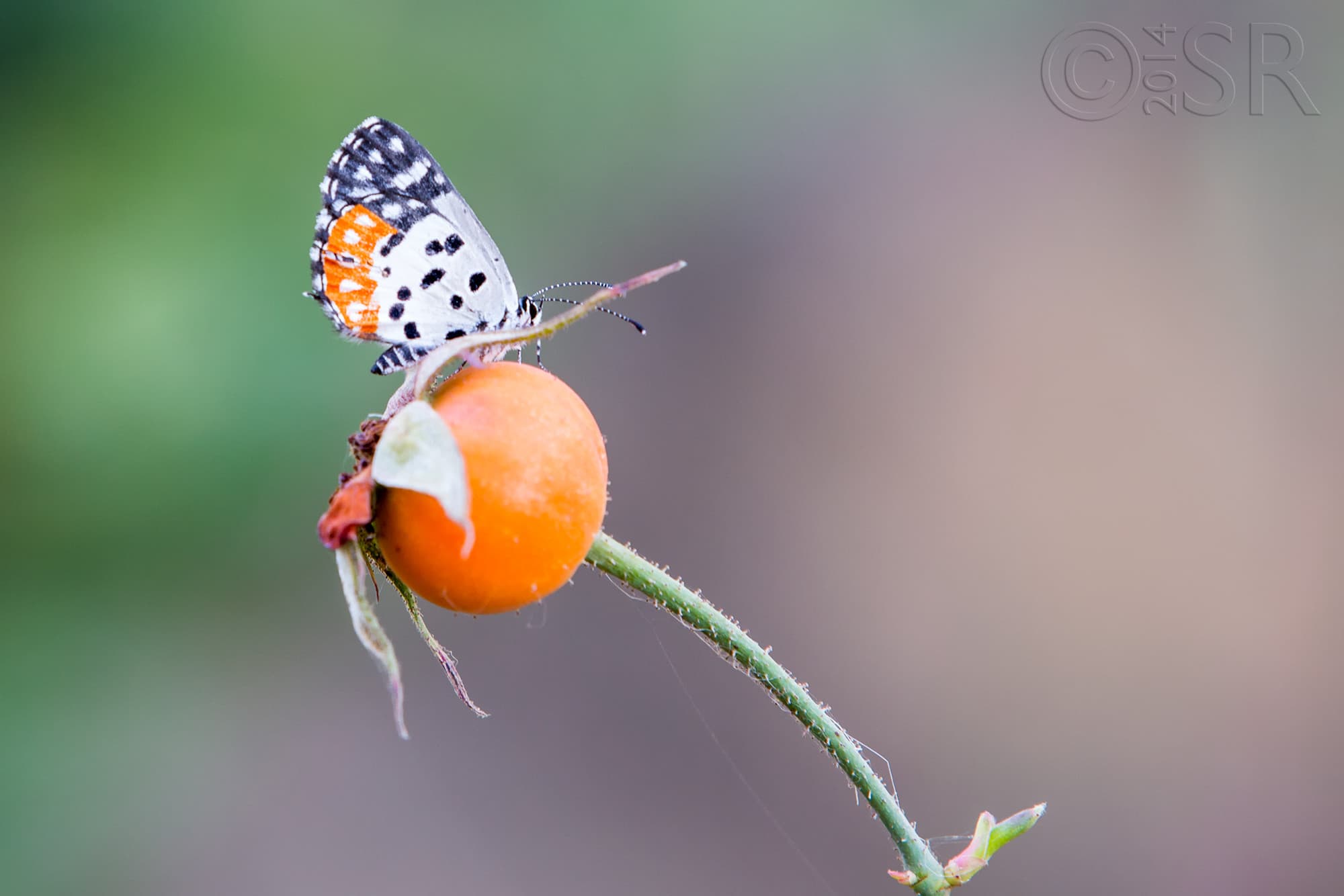 TJ2A2971-butterfly-tomato