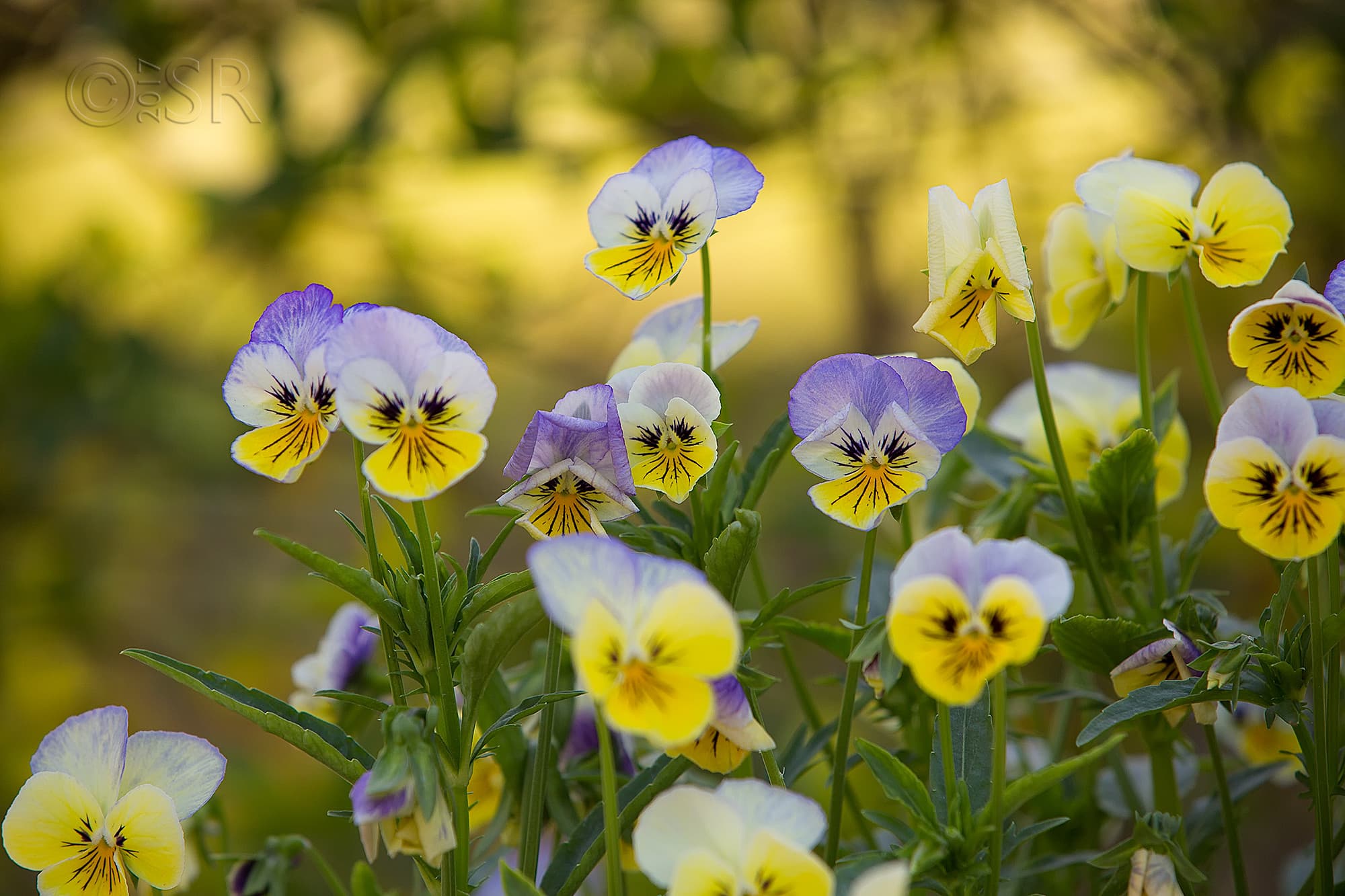 TJ2A3003-flowers-yellow-pansy