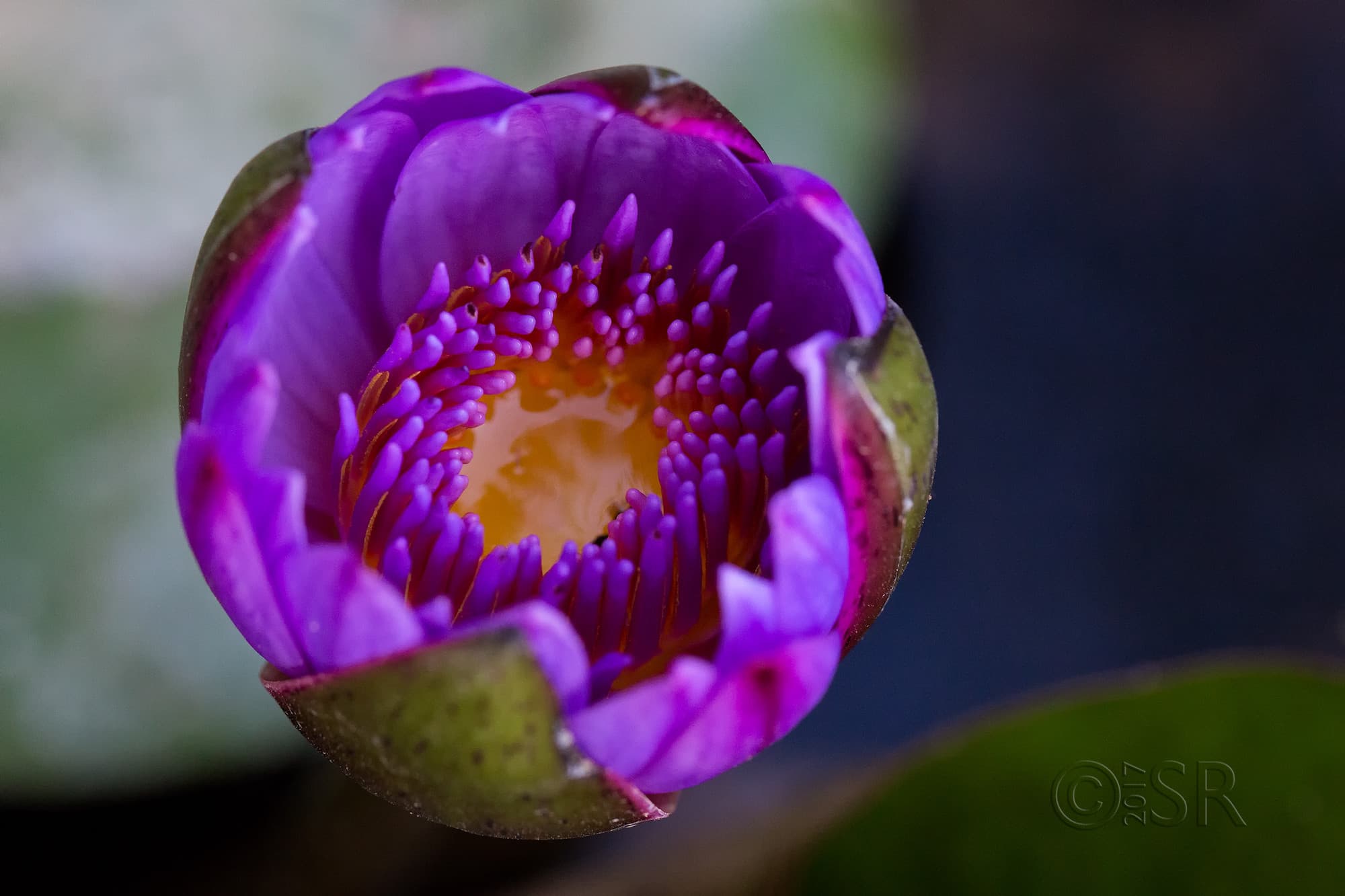 TJ2A3041-lotus