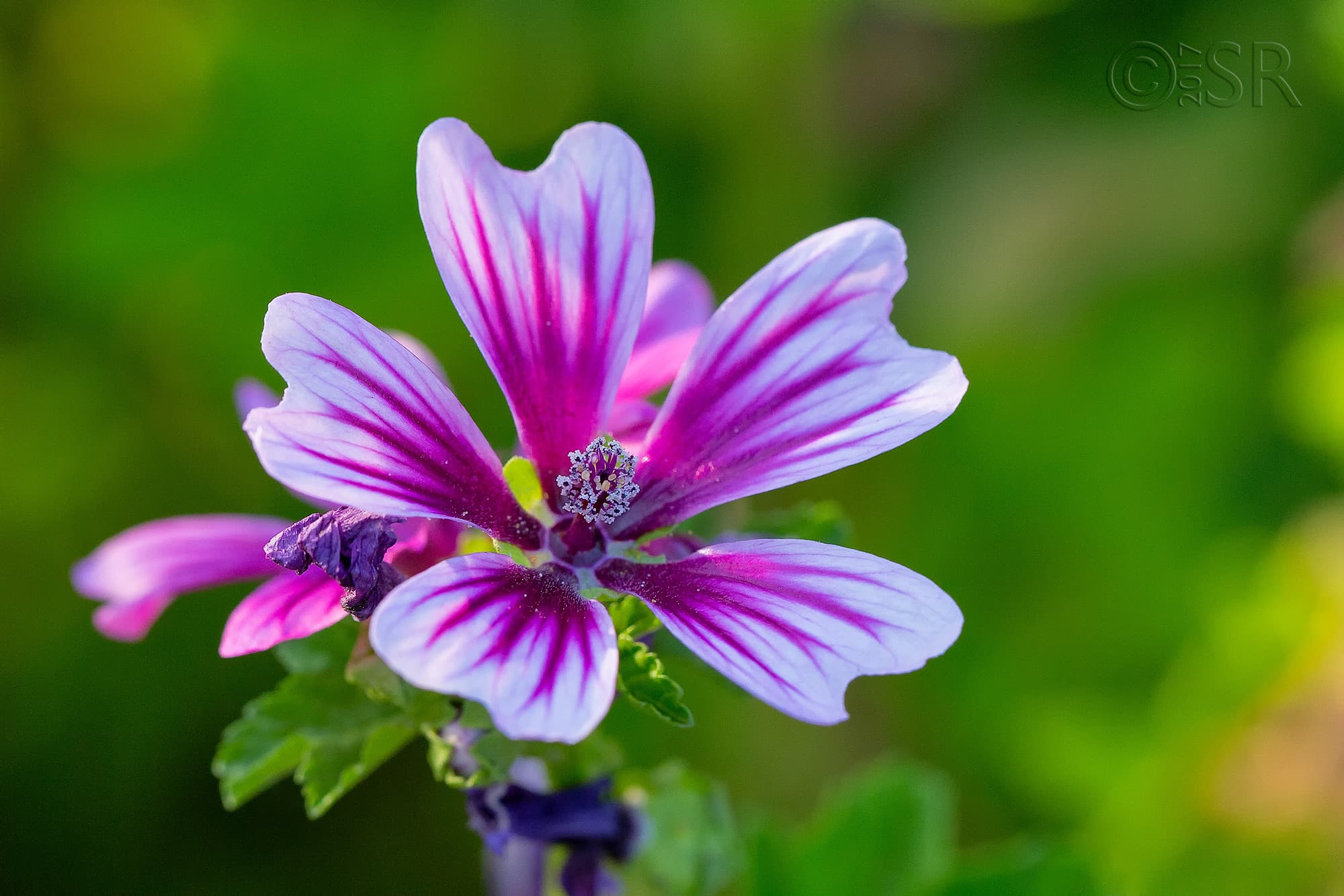 TJ2A3051-flower-web