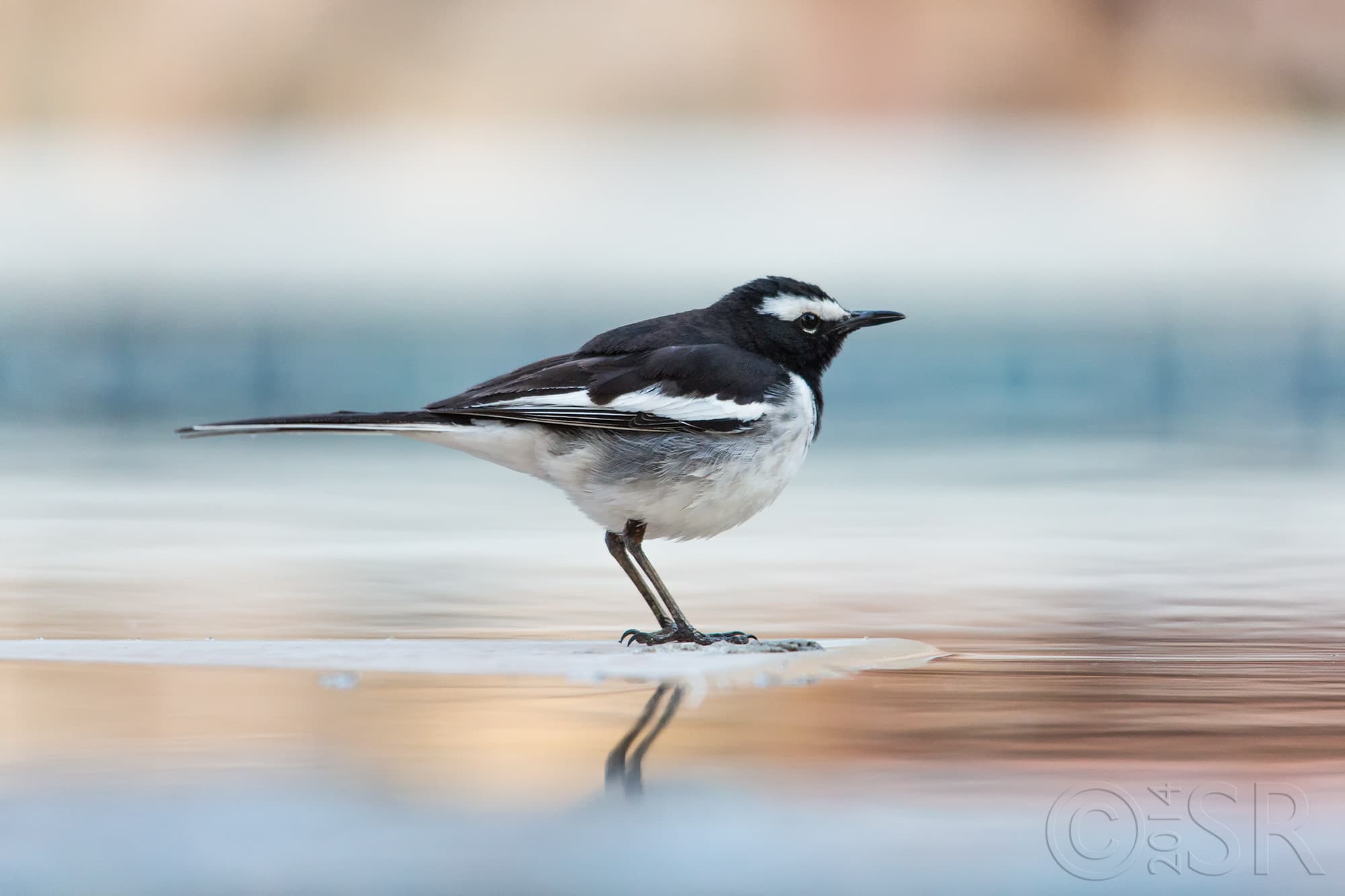TJ2A3110-white-browed-wagtail