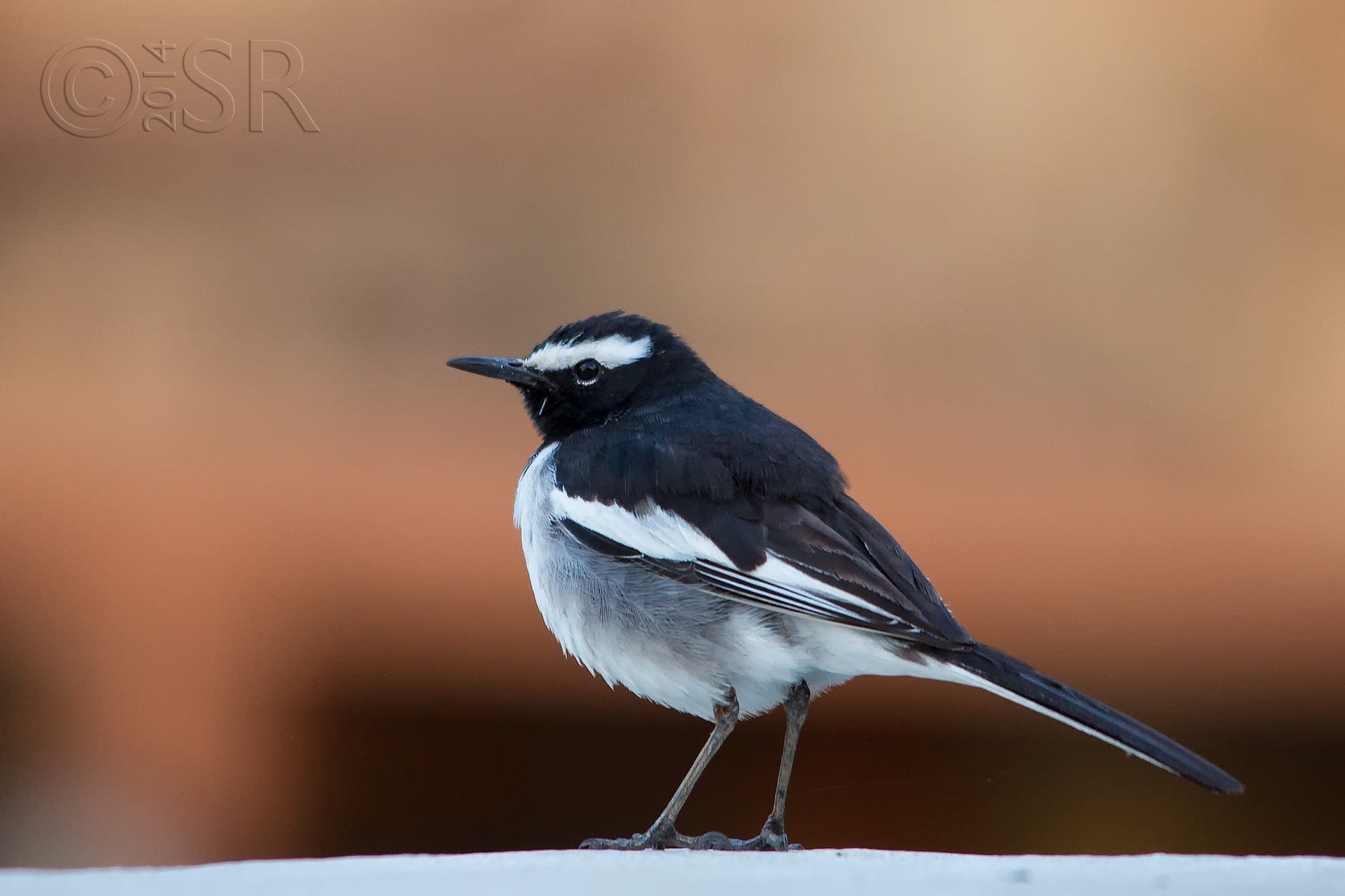 TJ2A3130-white-browed-wagtail
