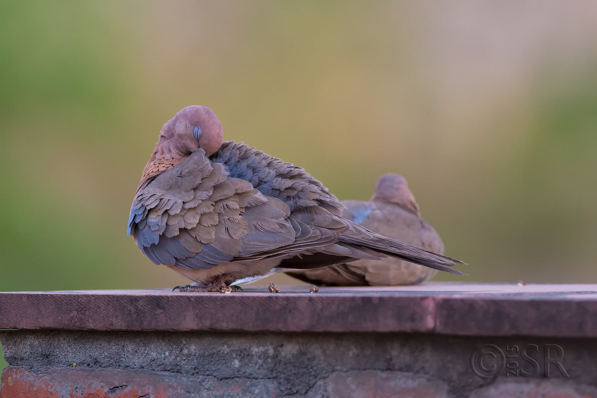 TJ2A3307-collared-dove-preening