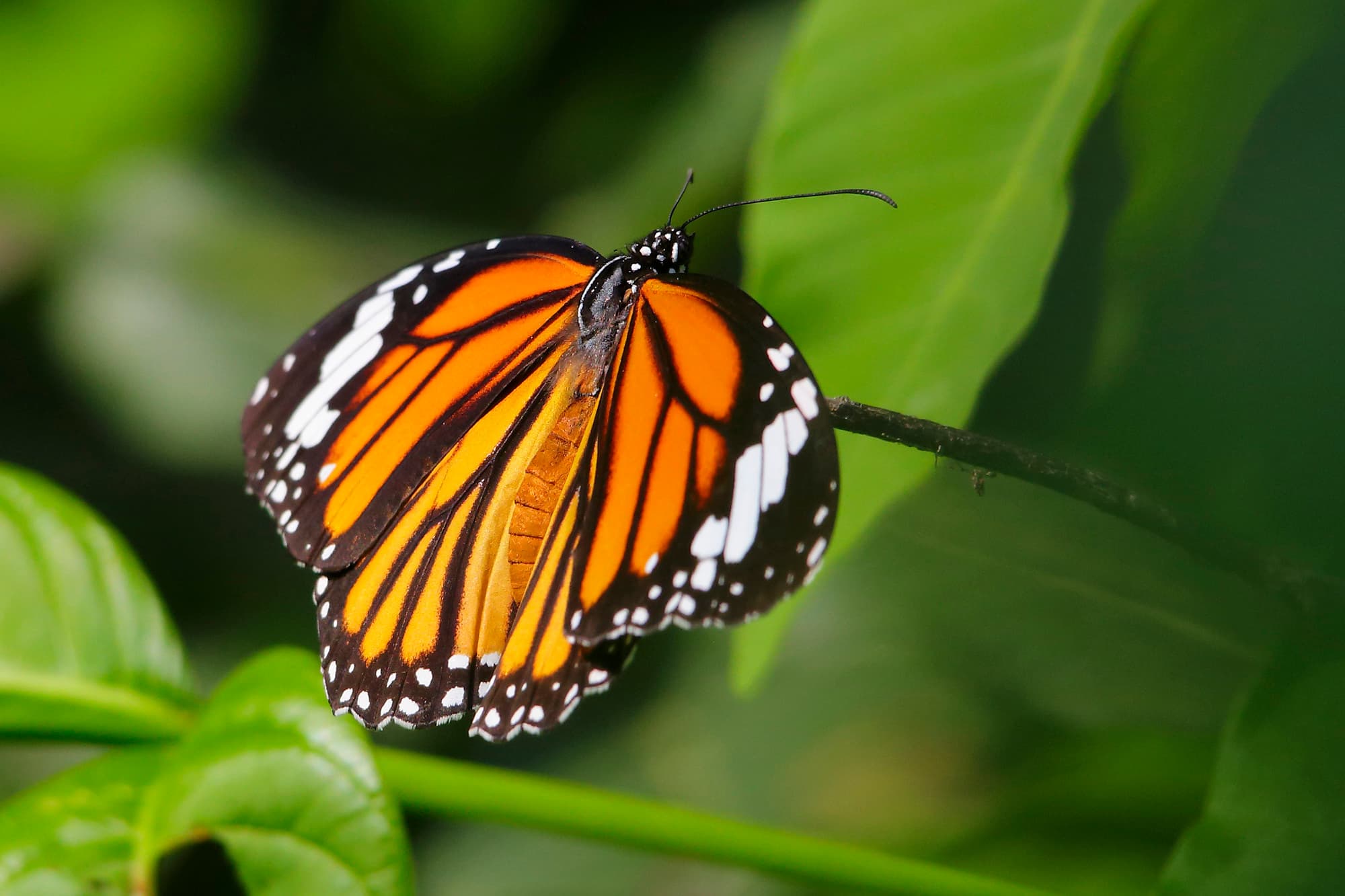 TJ2A3327-butterfly-striped-tiger