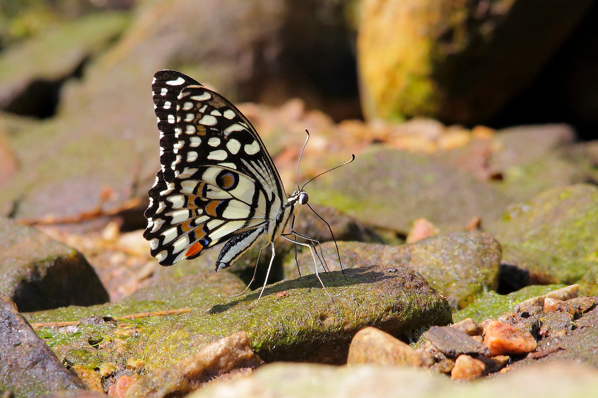 TJ2A3361-butterfly