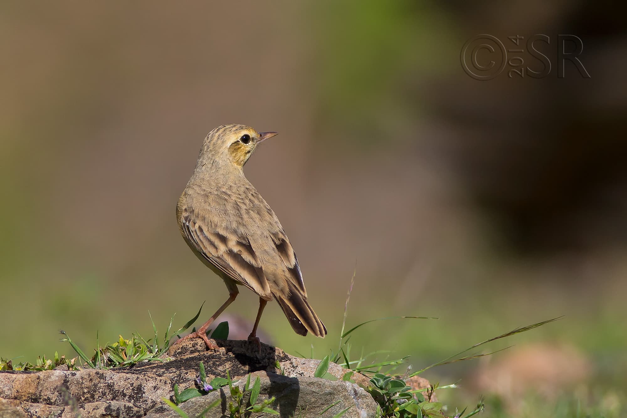 TJ2A3843-paddy-field-pipit