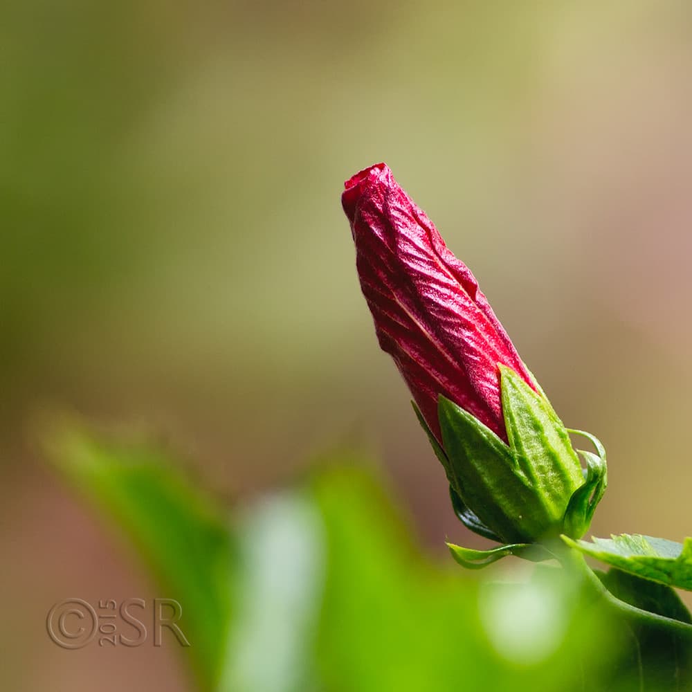 TJ2A3908-hibiscus-square
