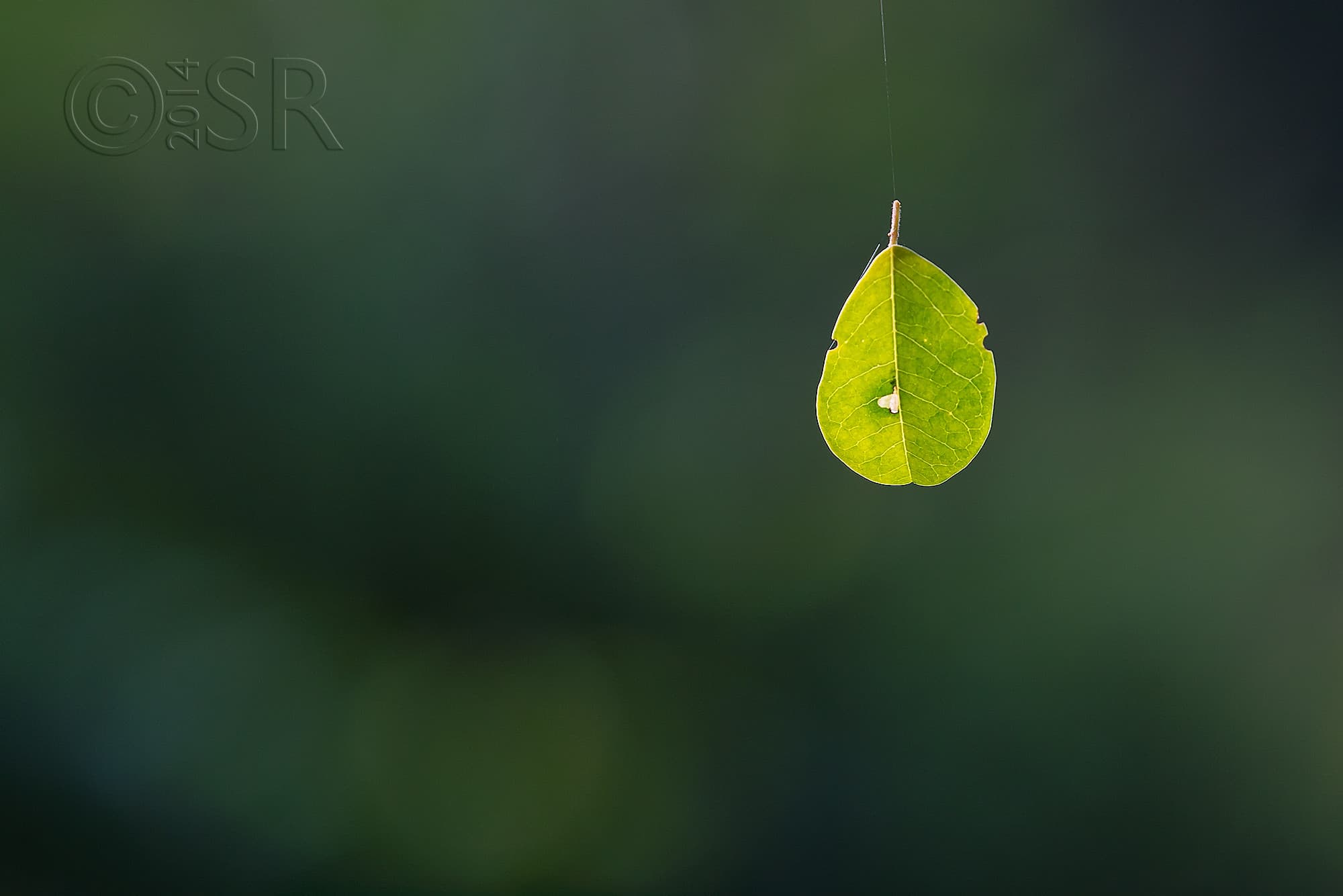 TJ2A4048-leaf-hanging-web