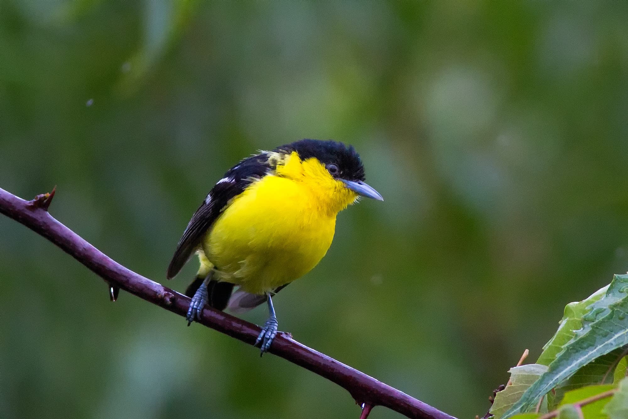 TJ2A4253-iora-male