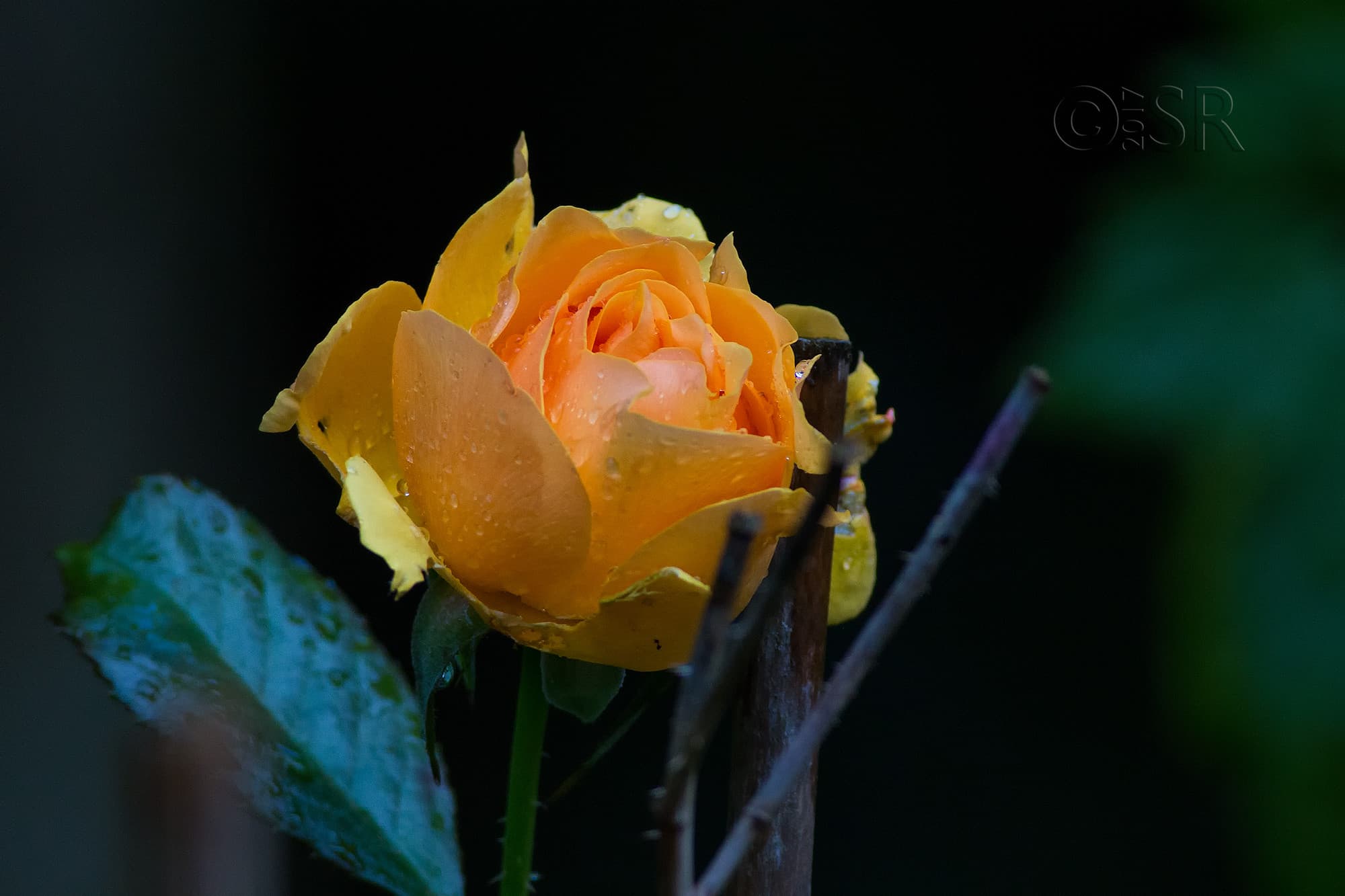 TJ2A4294-yellow-rose