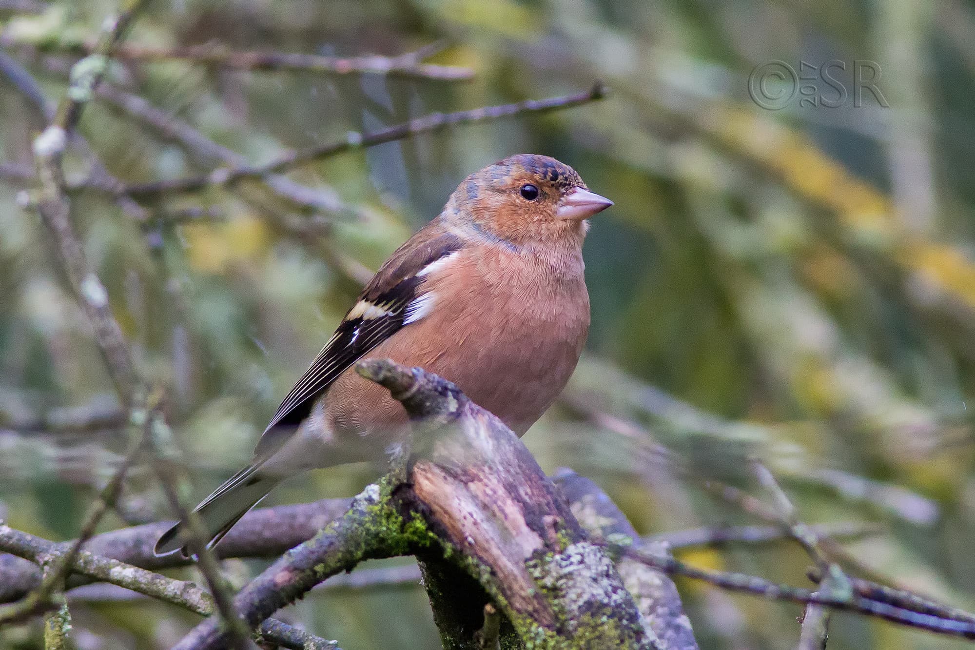 TJ2A4305-rose-finch