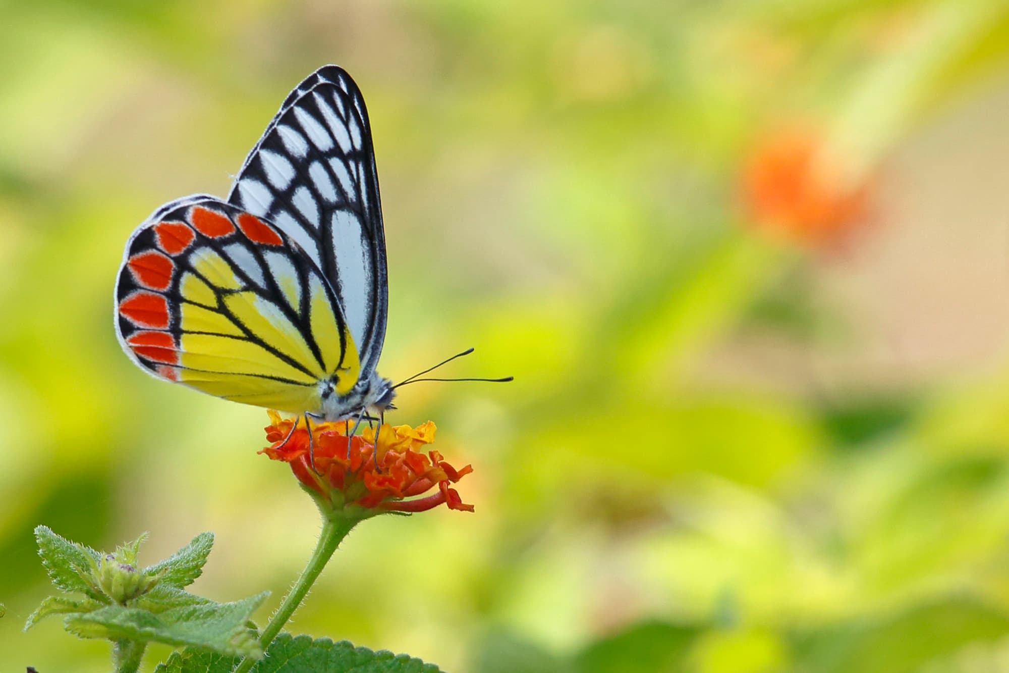 TJ2A4523-jezebel-butterfly
