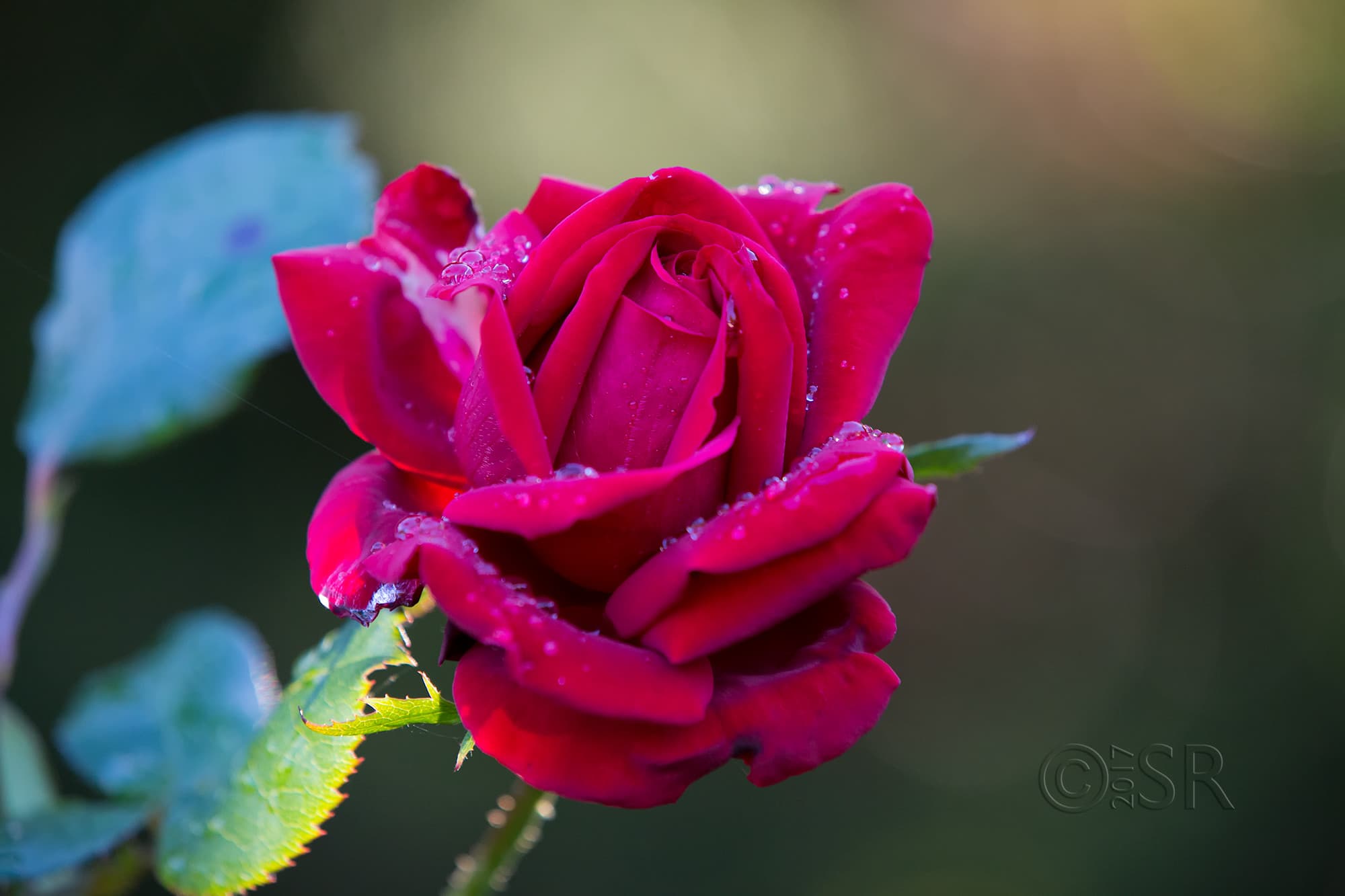 TJ2A4557-red-rose