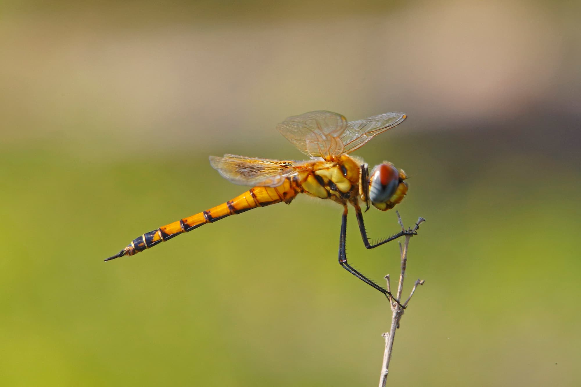 TJ2A4585-dragonfly