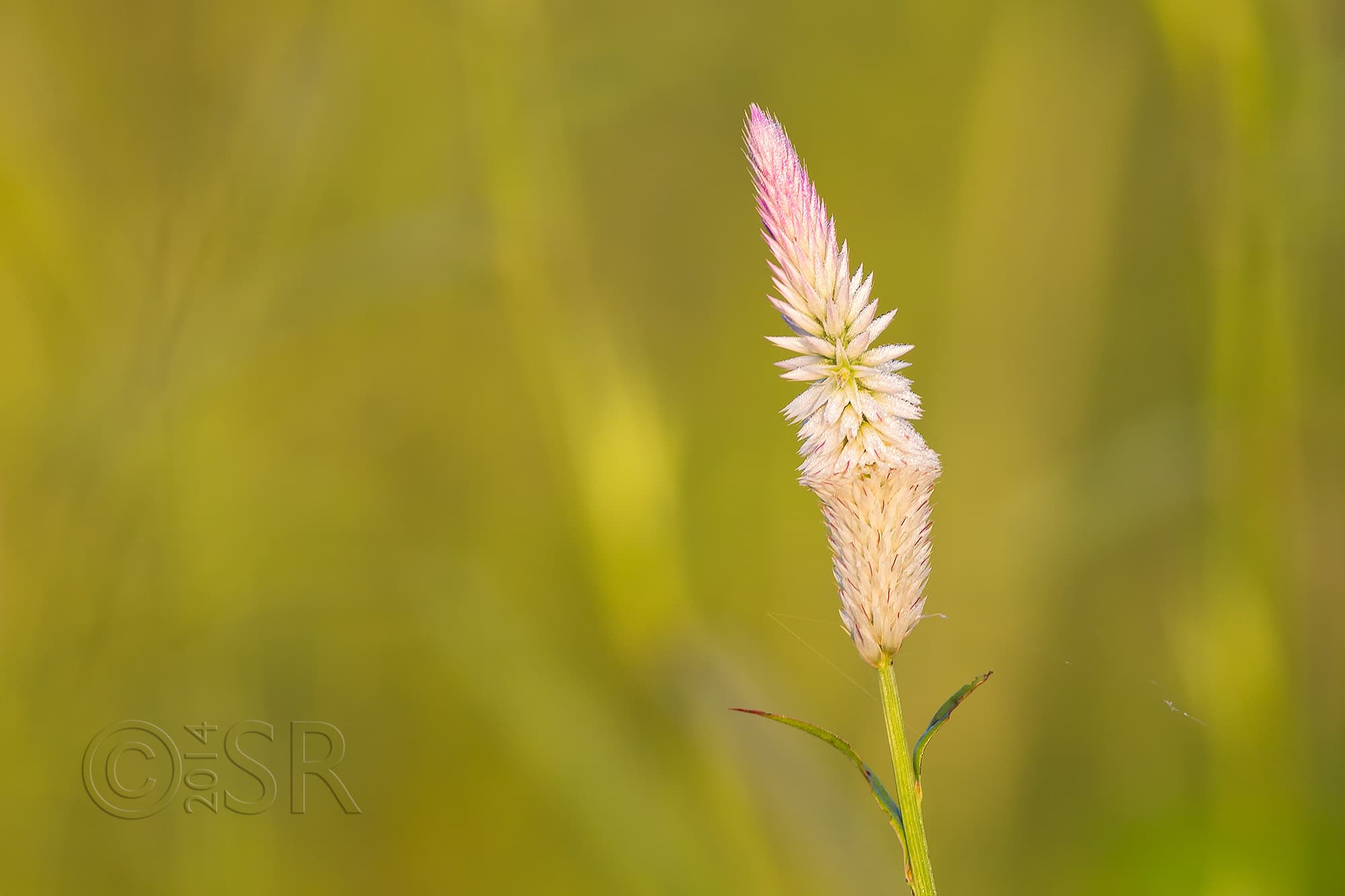TJ2A4596-flower