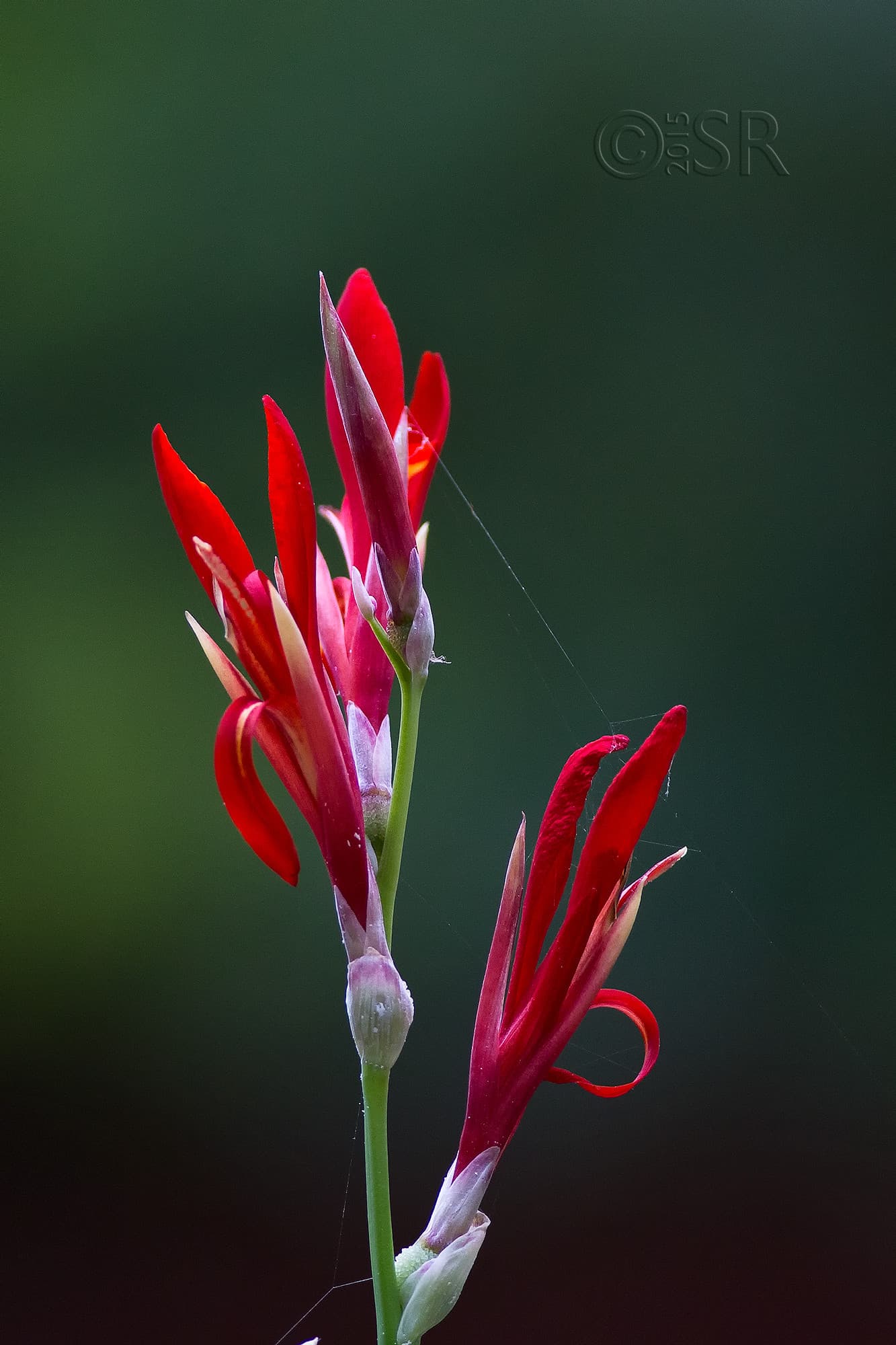 TJ2A4714-flower