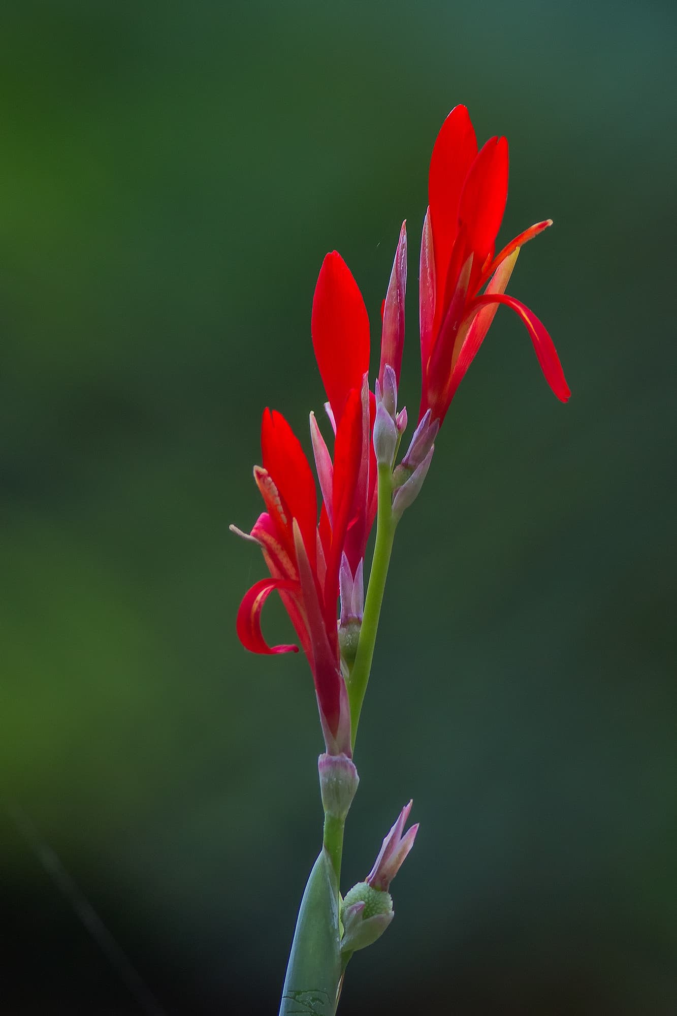 TJ2A4721-flower