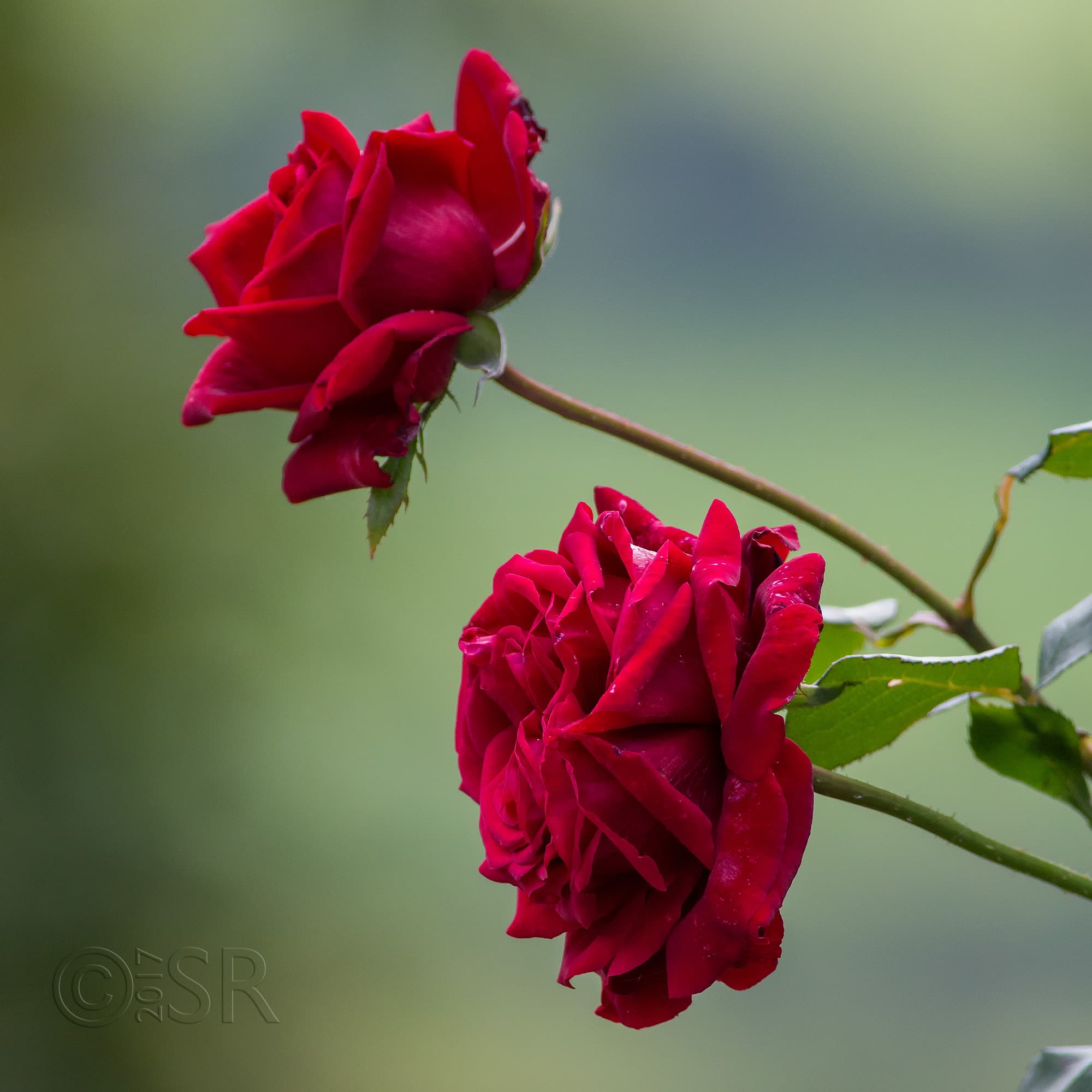 TJ2A4986-red-rose