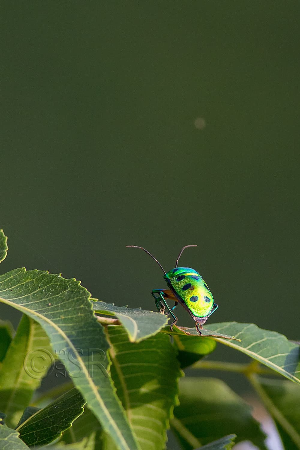 TJ2A5131-jewel-beetle