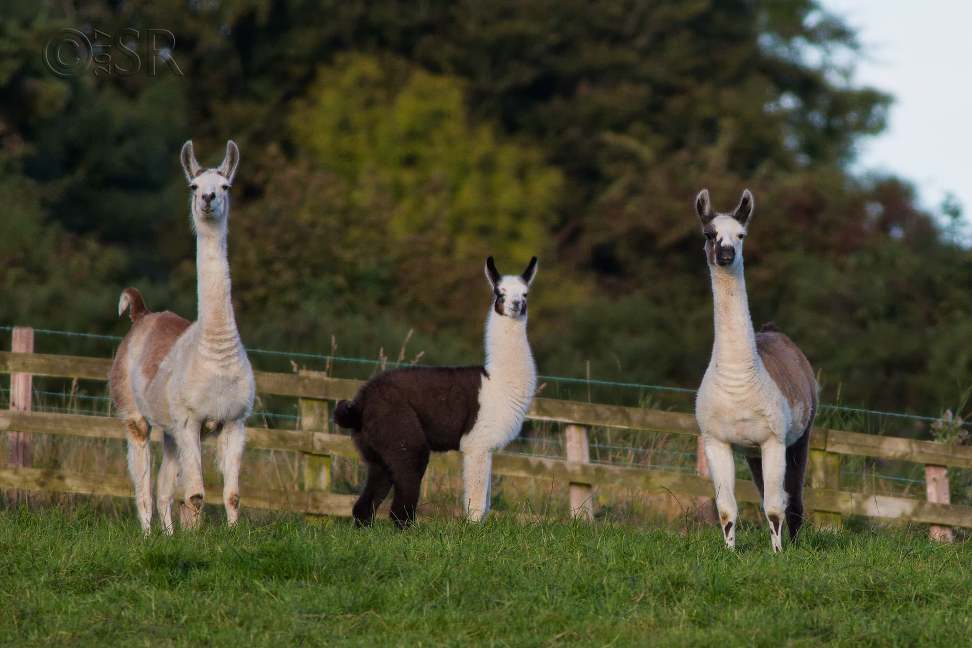 TJ2A5267-llama
