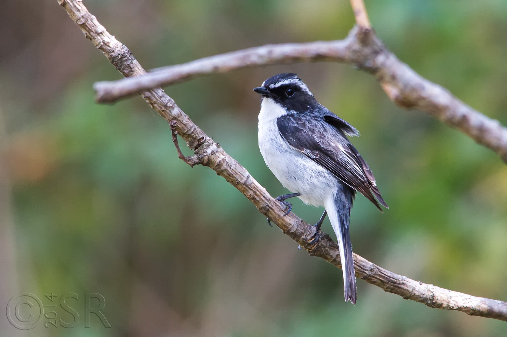 TJ2A5336-grey-bushchat