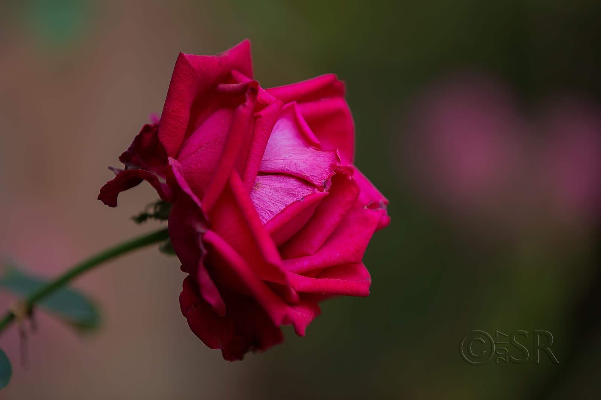 TJ2A5647-rose