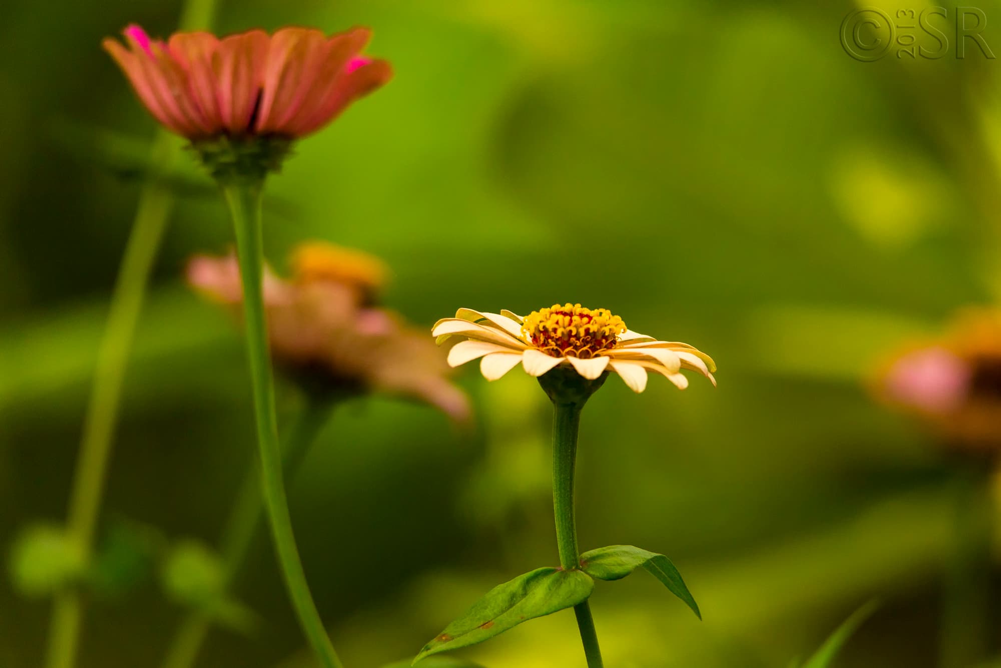 TJ2A5712-flower