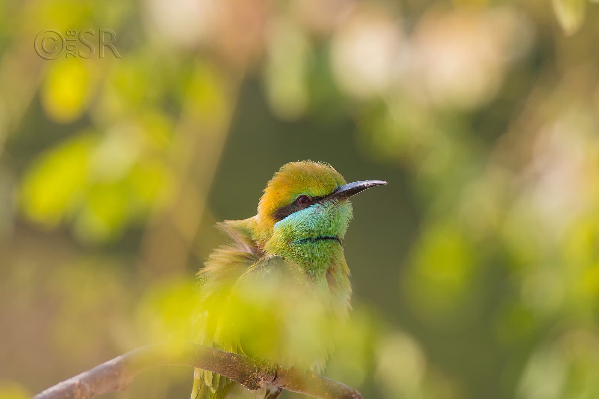 TJ2A6152-green-bee-eater-habitat