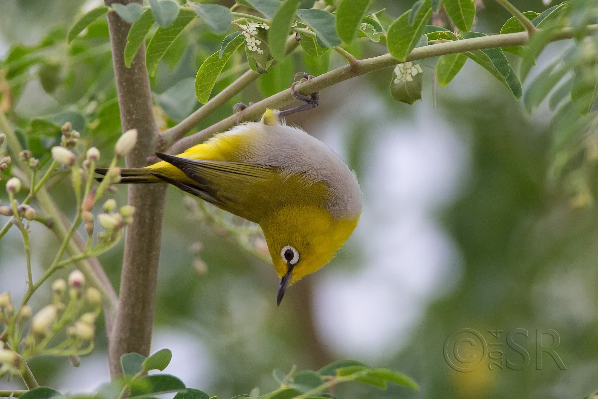 TJ2A6644-oriental-white-eye-aerobics