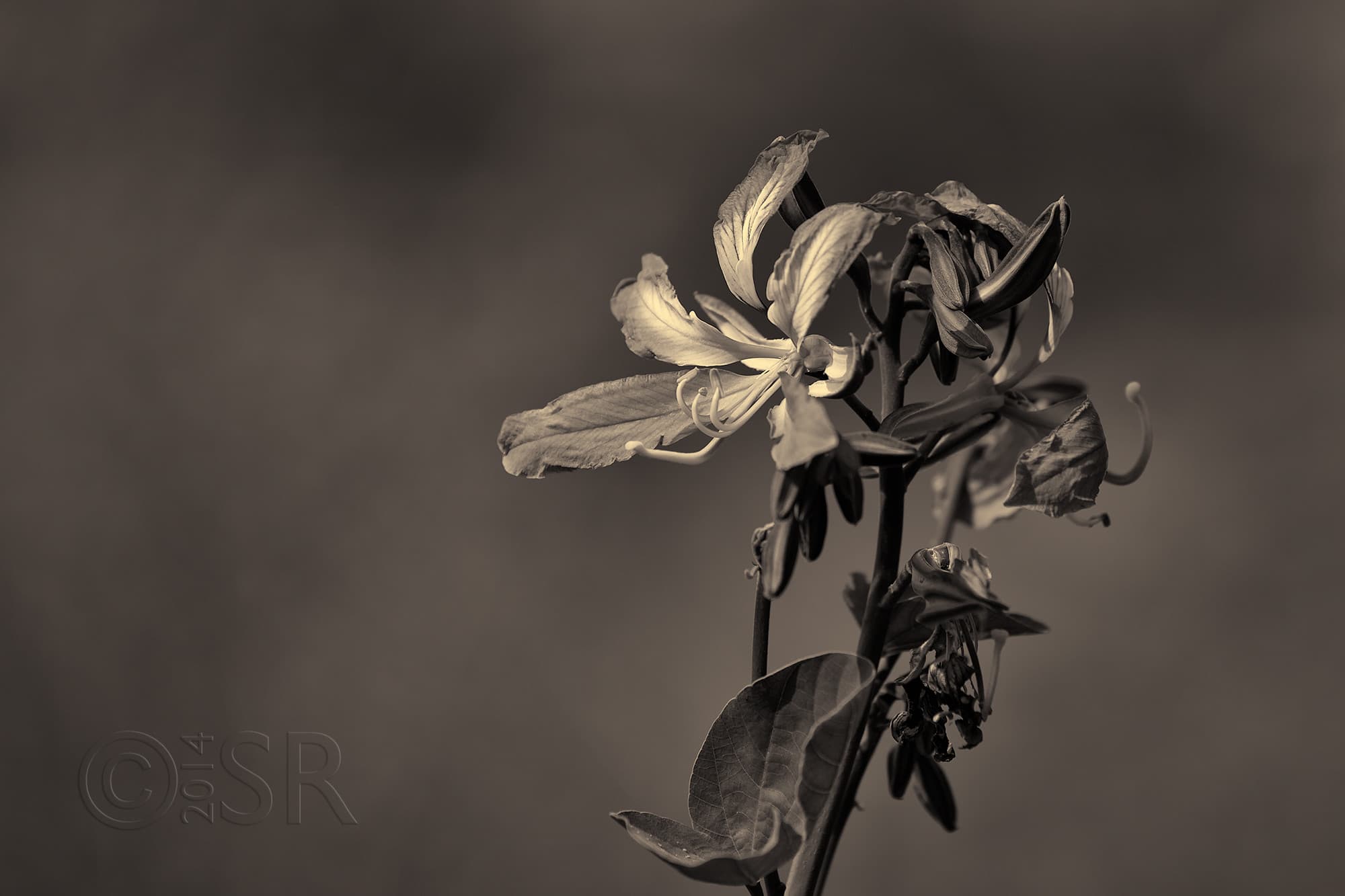 TJ2A6739-kachnar-bw