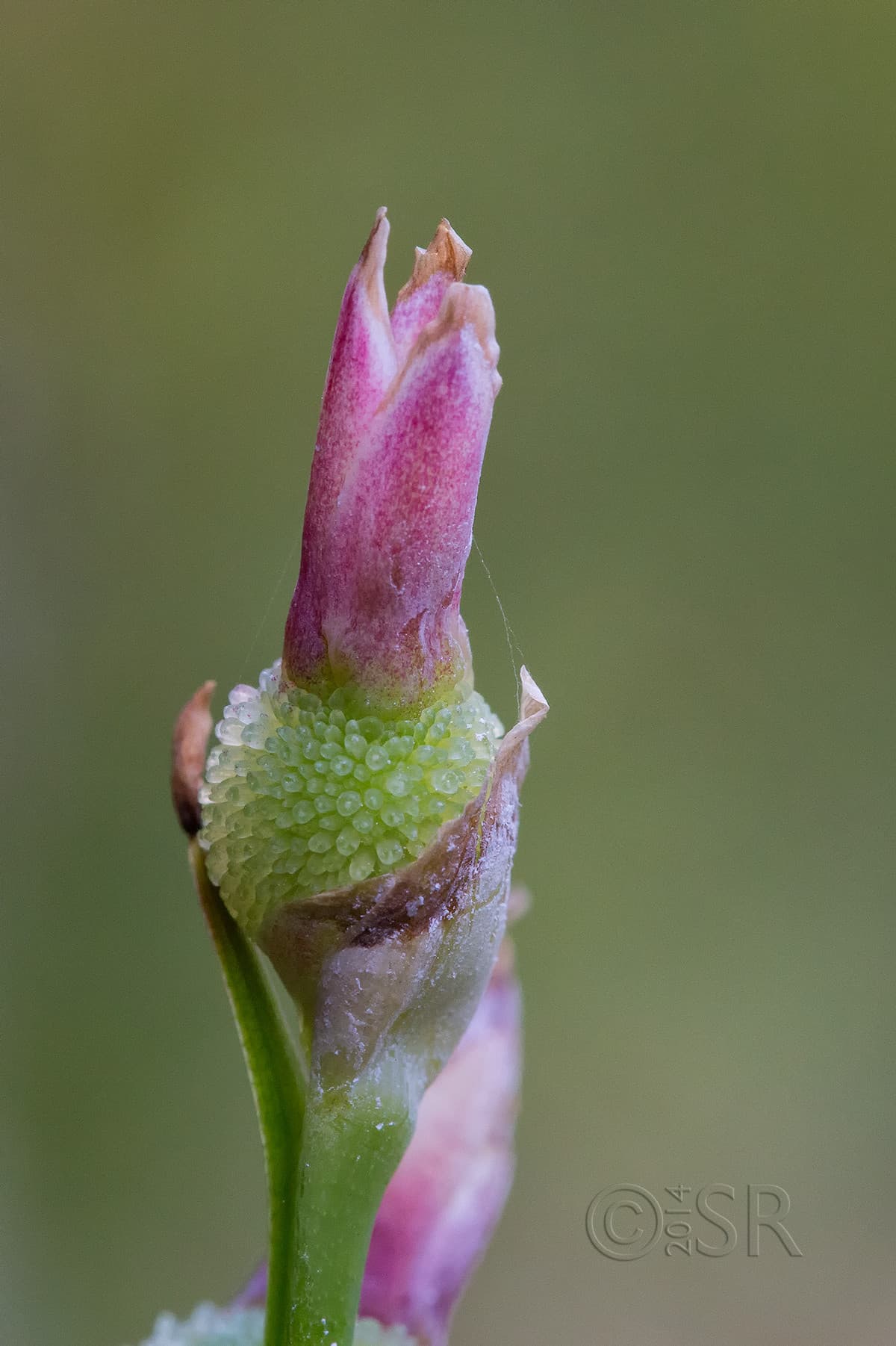 TJ2A7291-flower