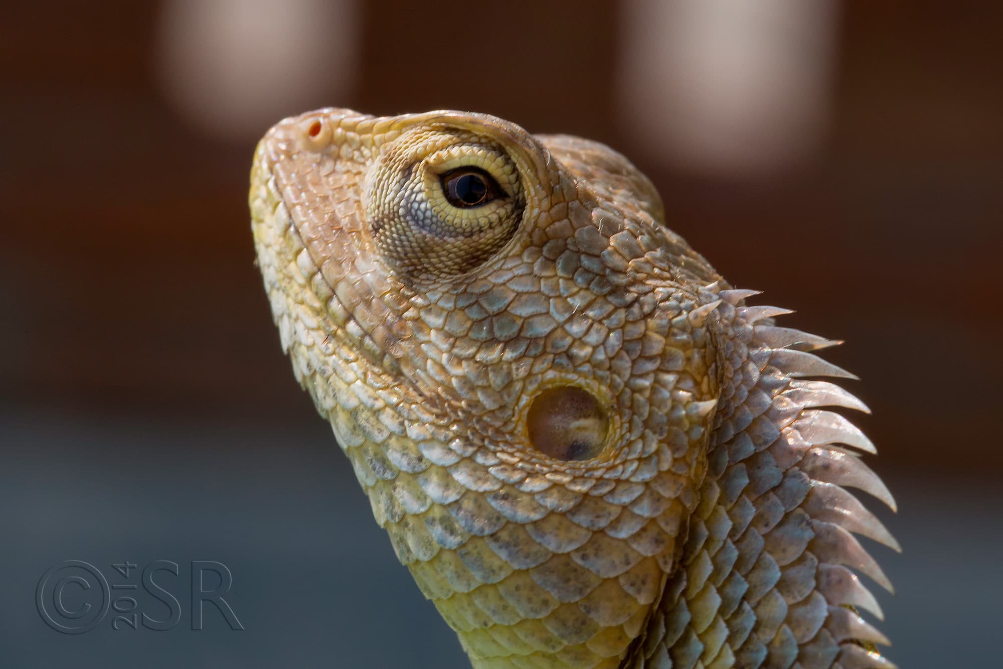 TJ2A7335-garden-lizard