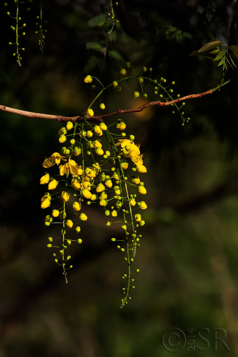 TJ2A7789-flowers