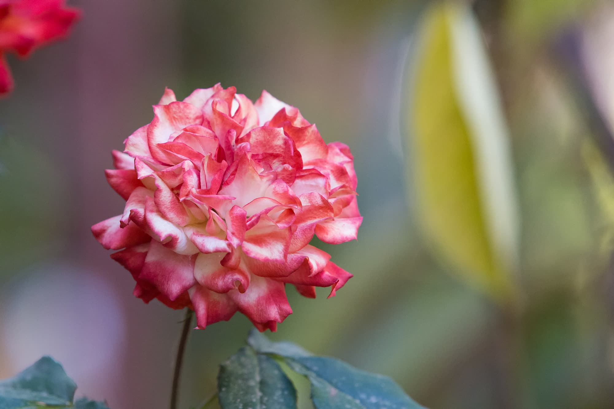 TJ2A8300-rose