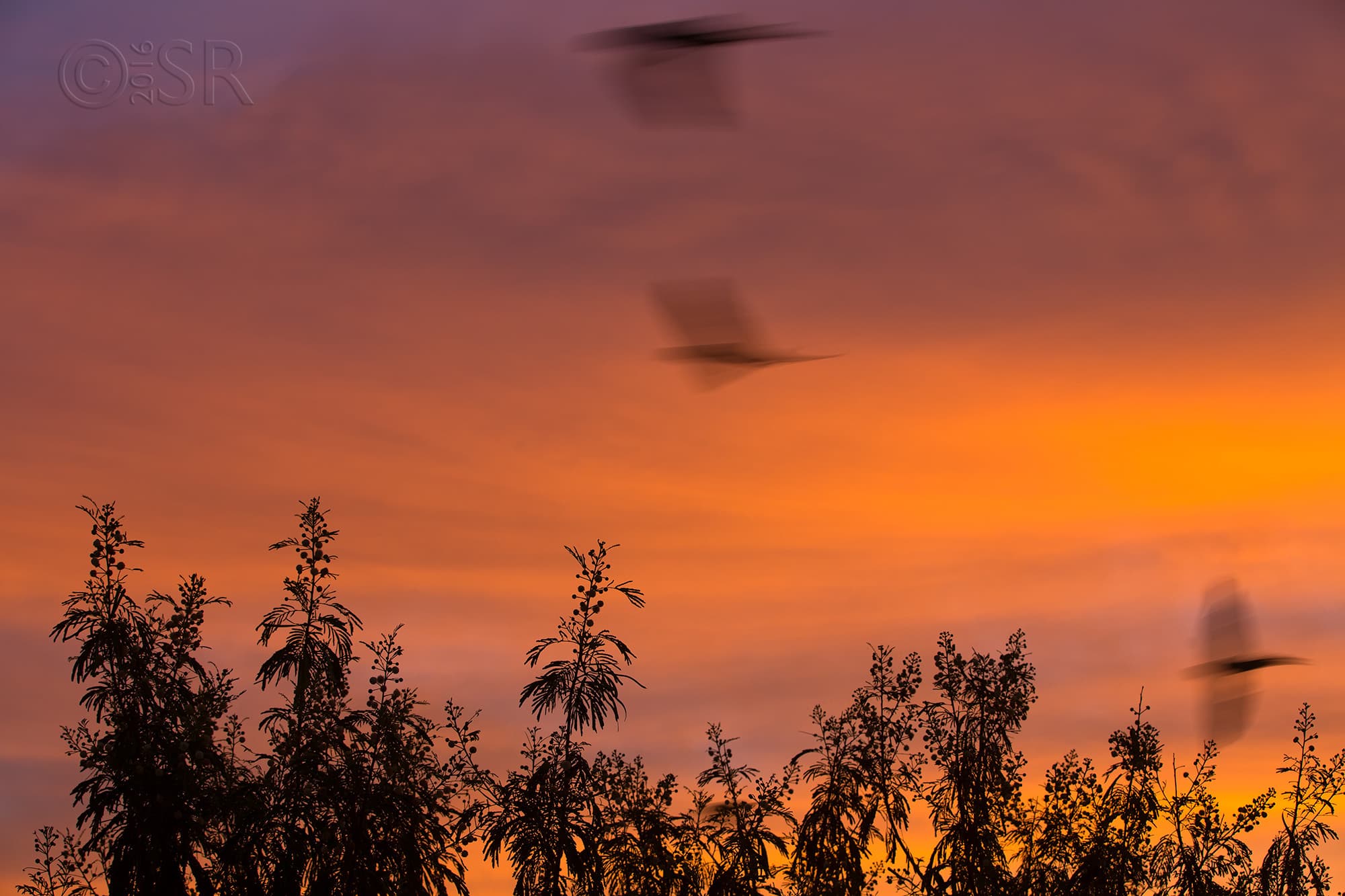 TJ2A8469-sunrise