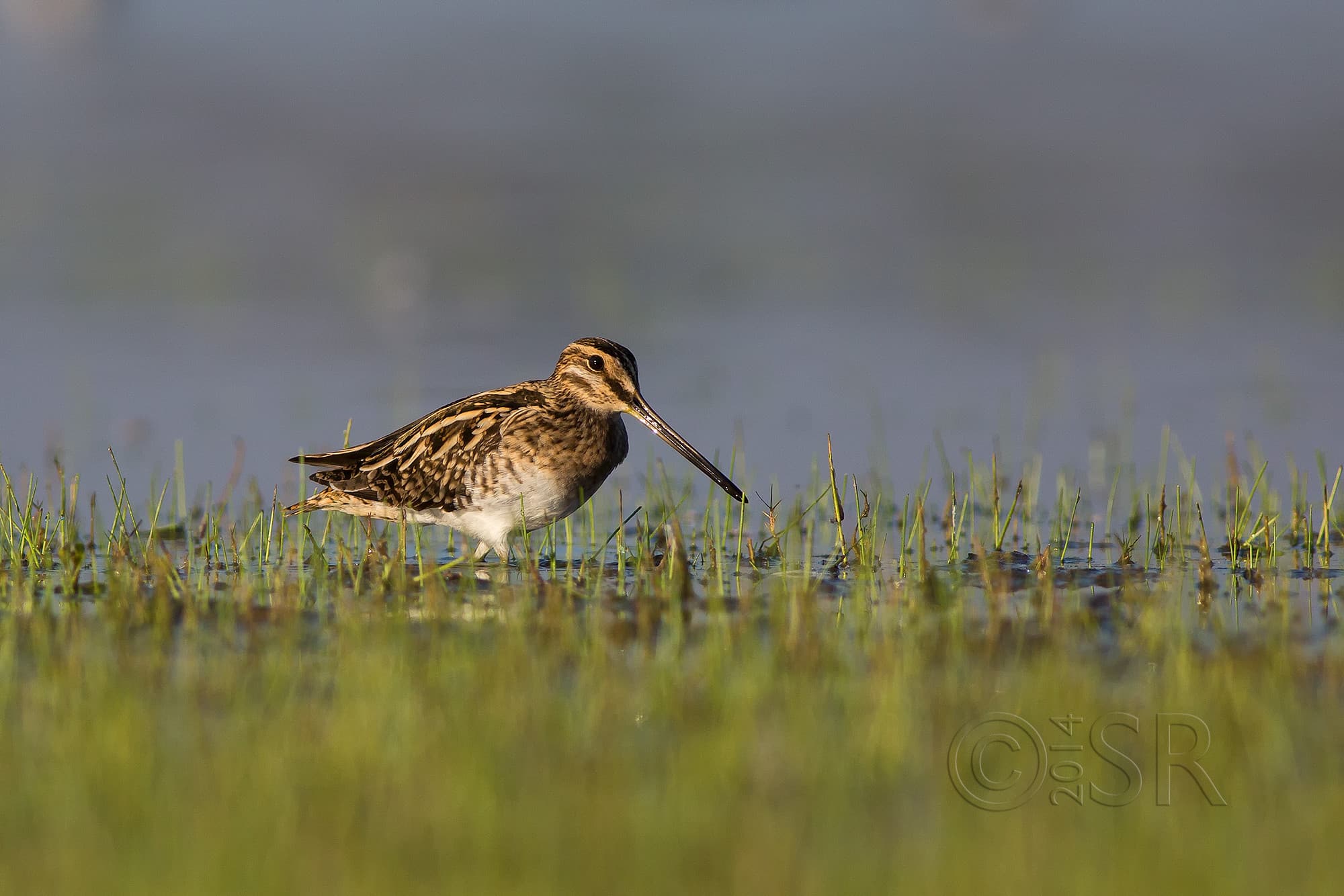 TJ2A8494-snipe