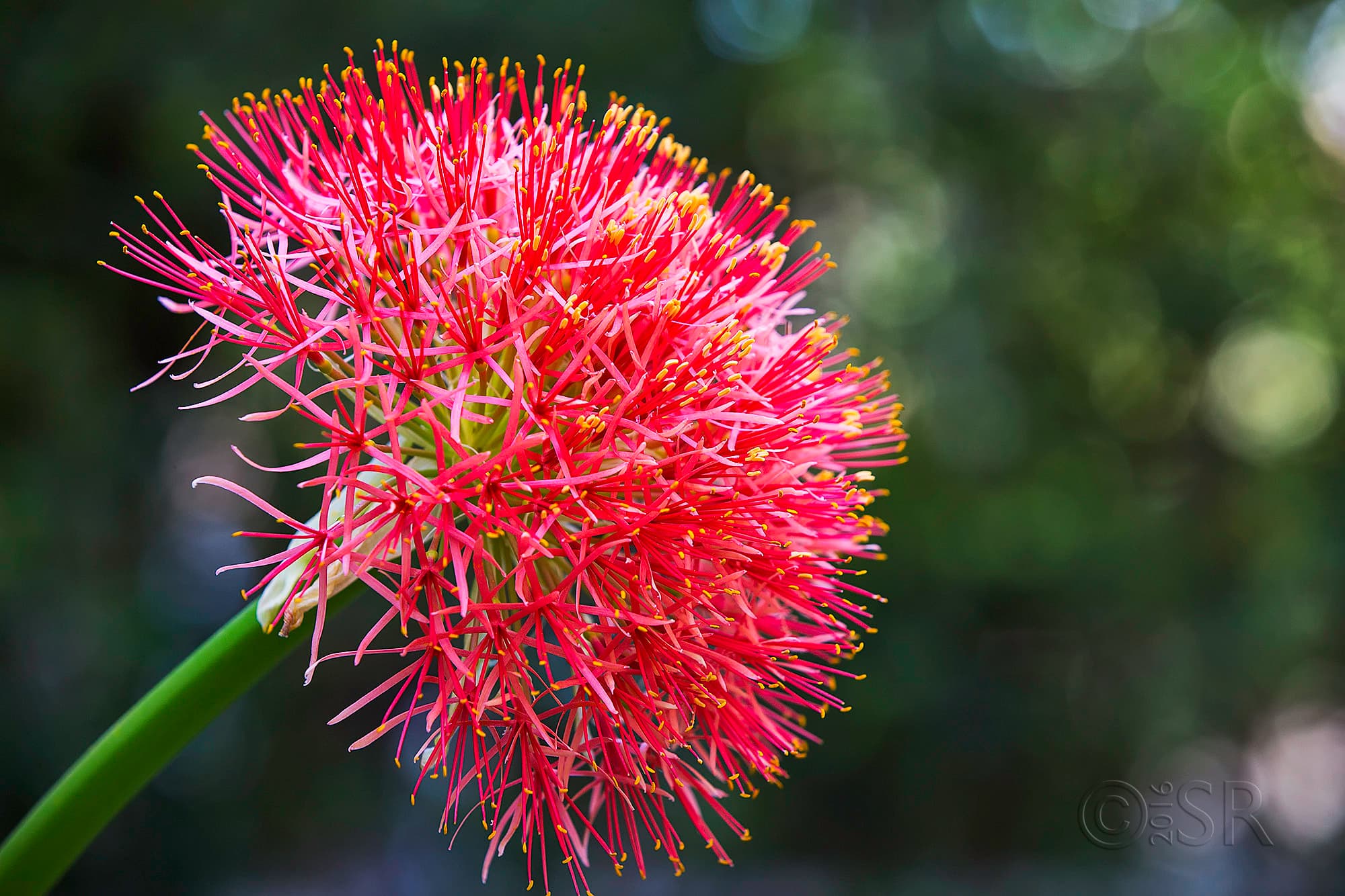 TJ2A8541-african-football-lily