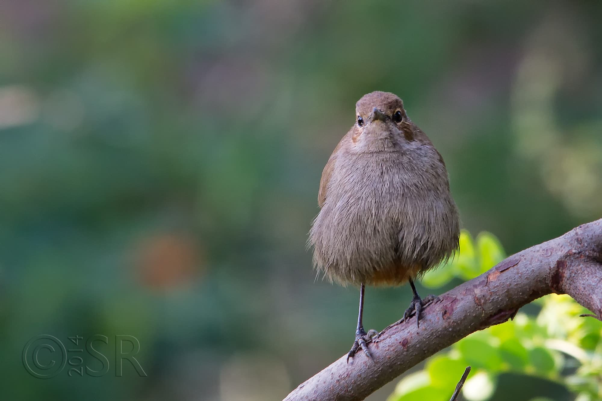 TJ2A8625-indian-robin-female