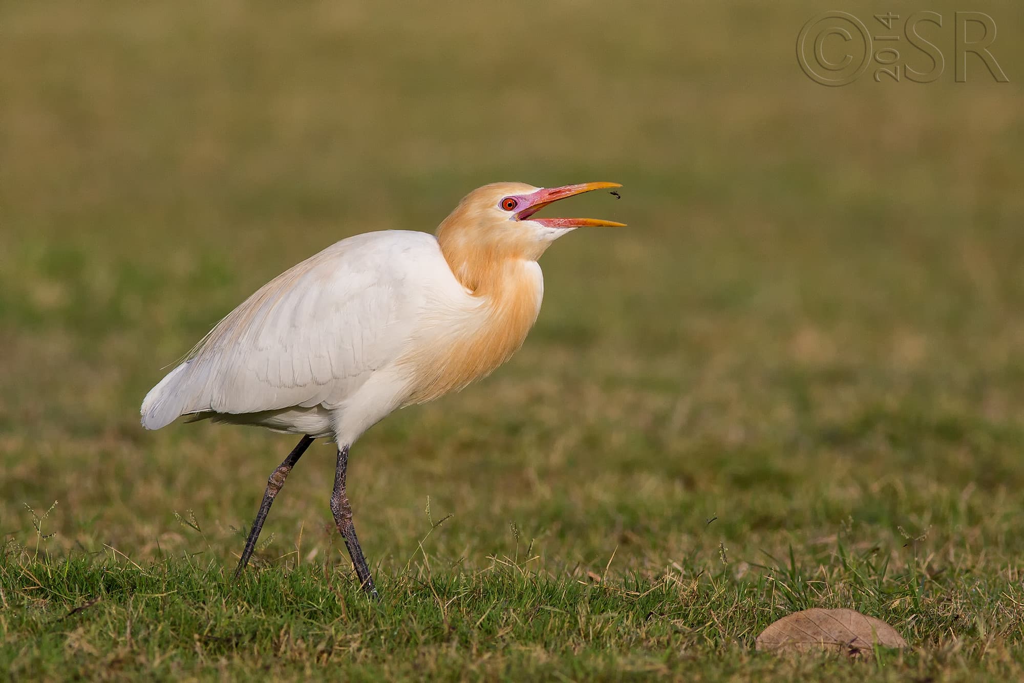 TJ2A8784-cattle-egret-bee-catch