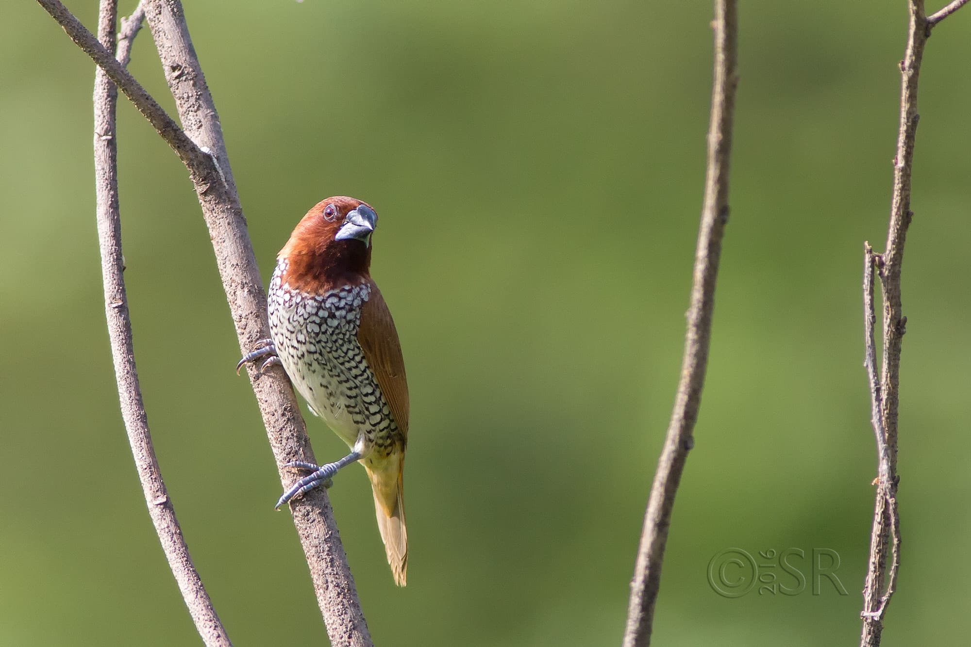 TJ2A9011-scaly-breasted-munia