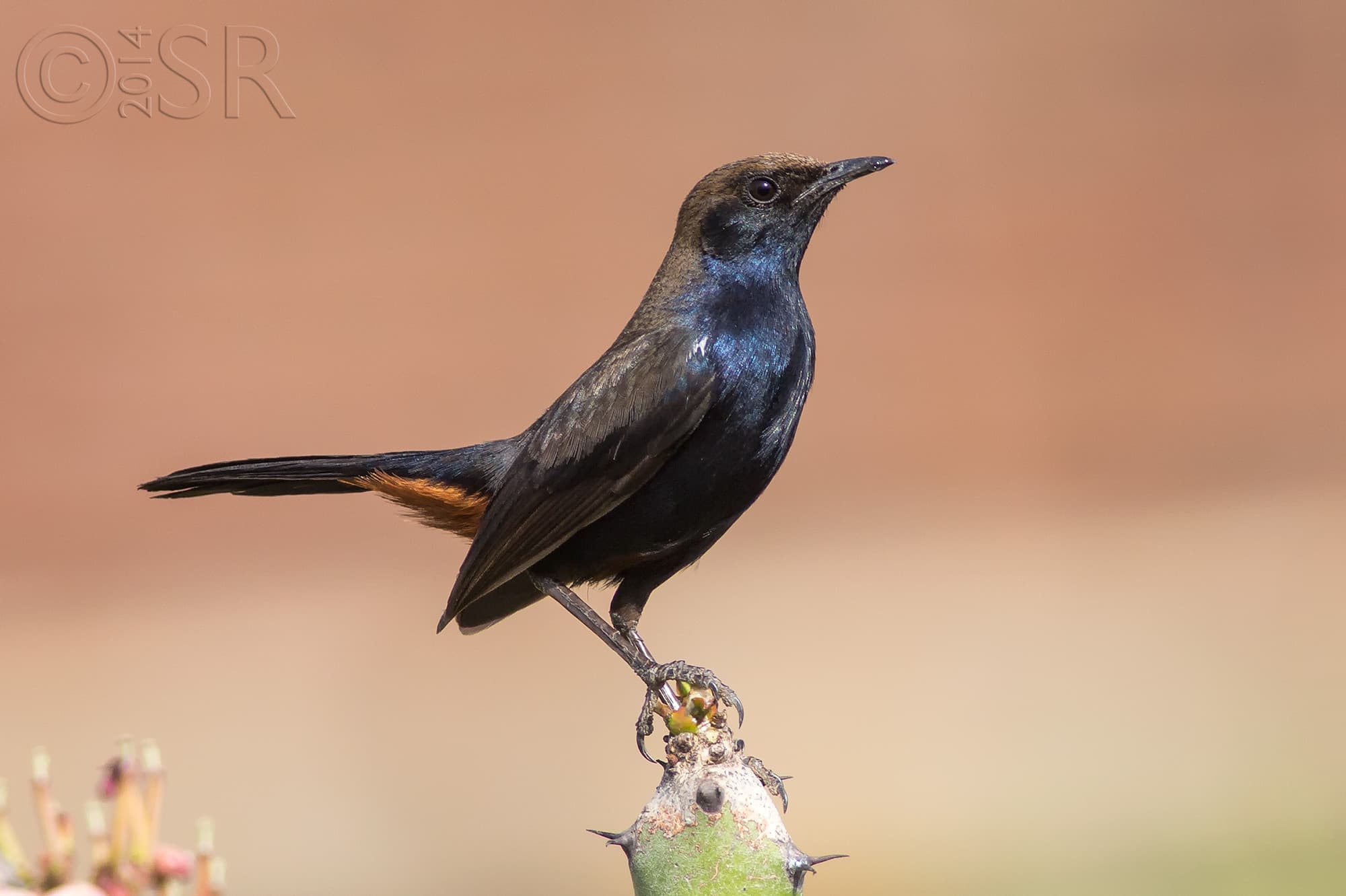 TJ2A9122-indian-robin