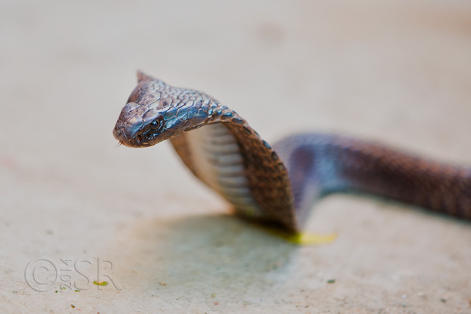 TJ2A9252-cobra
