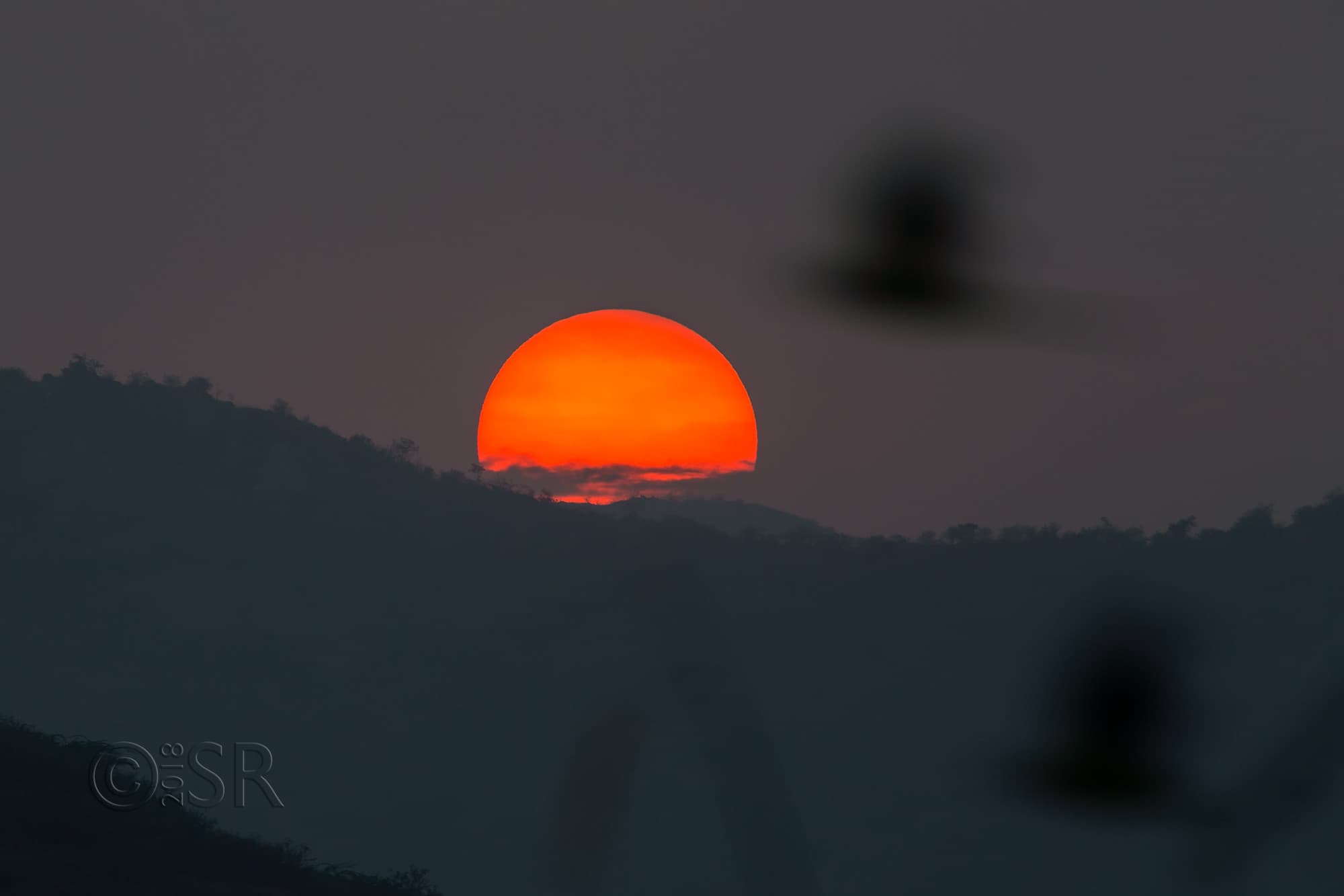 TJ2A6266-tigerhills-sunset-parakeet-flight